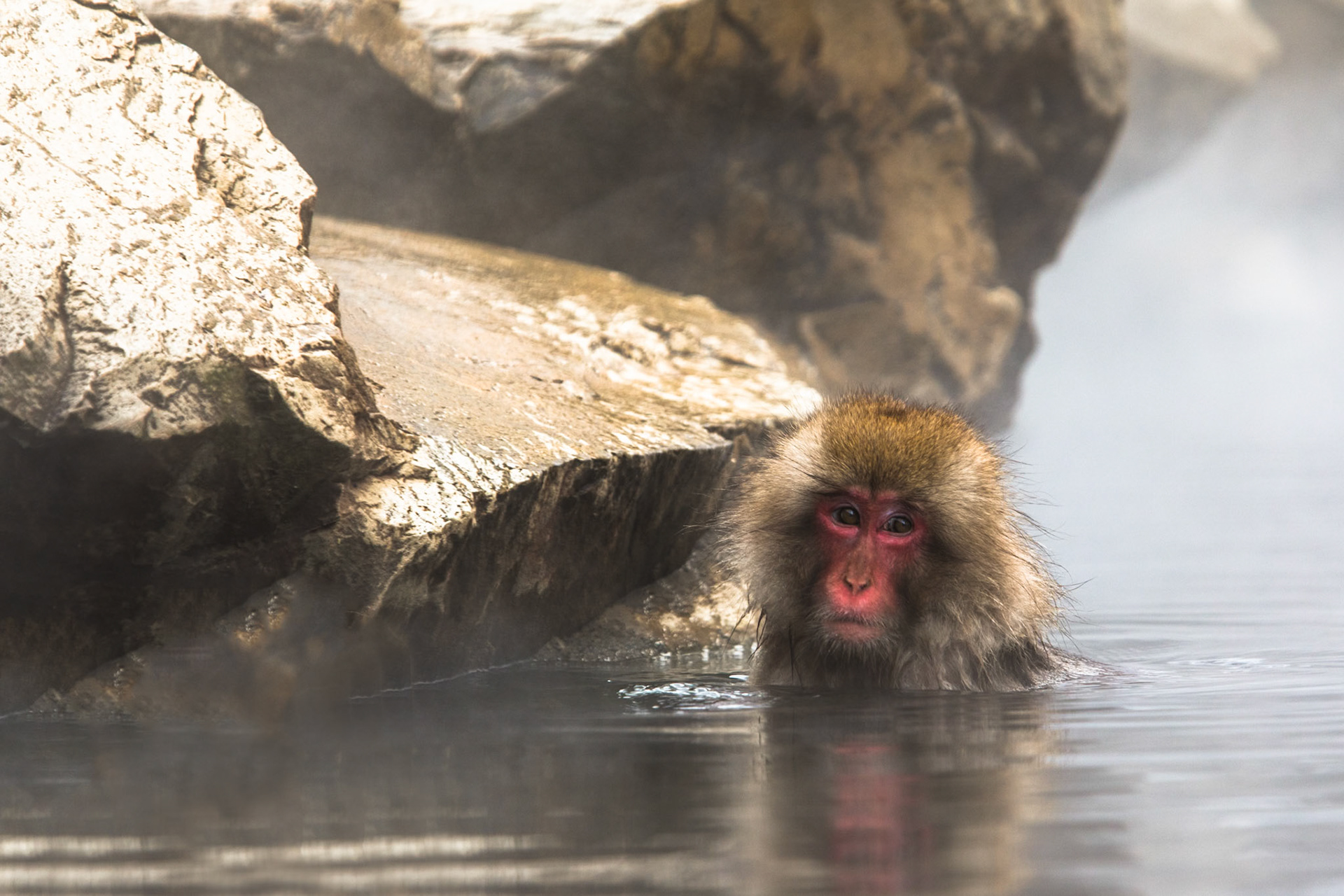 Jigokudani Yaen-Koen, Snow Monkeys, Yudanaka, Japan