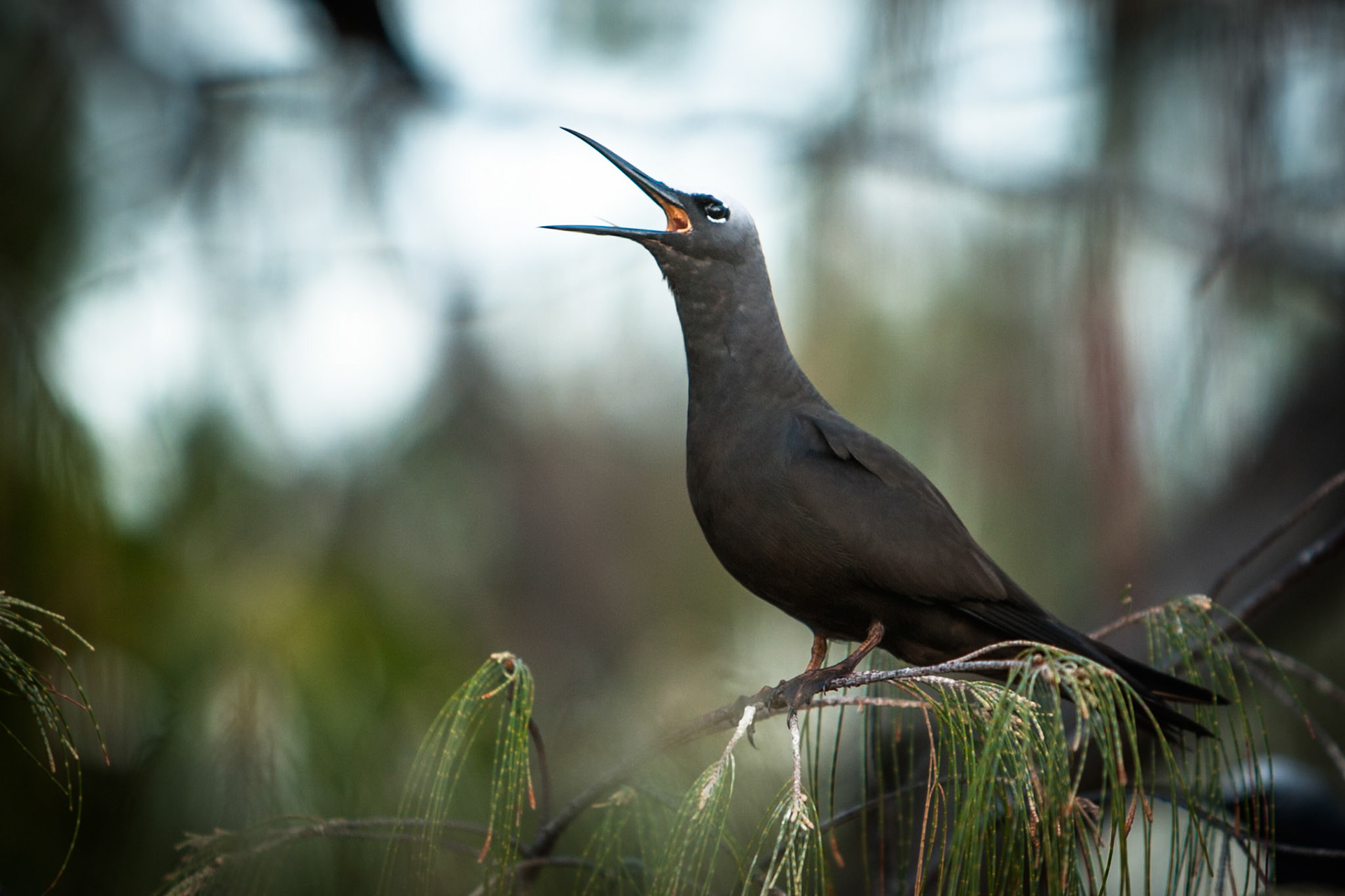 Black Noddy, Lady Elliot Island, Queensland, Australia