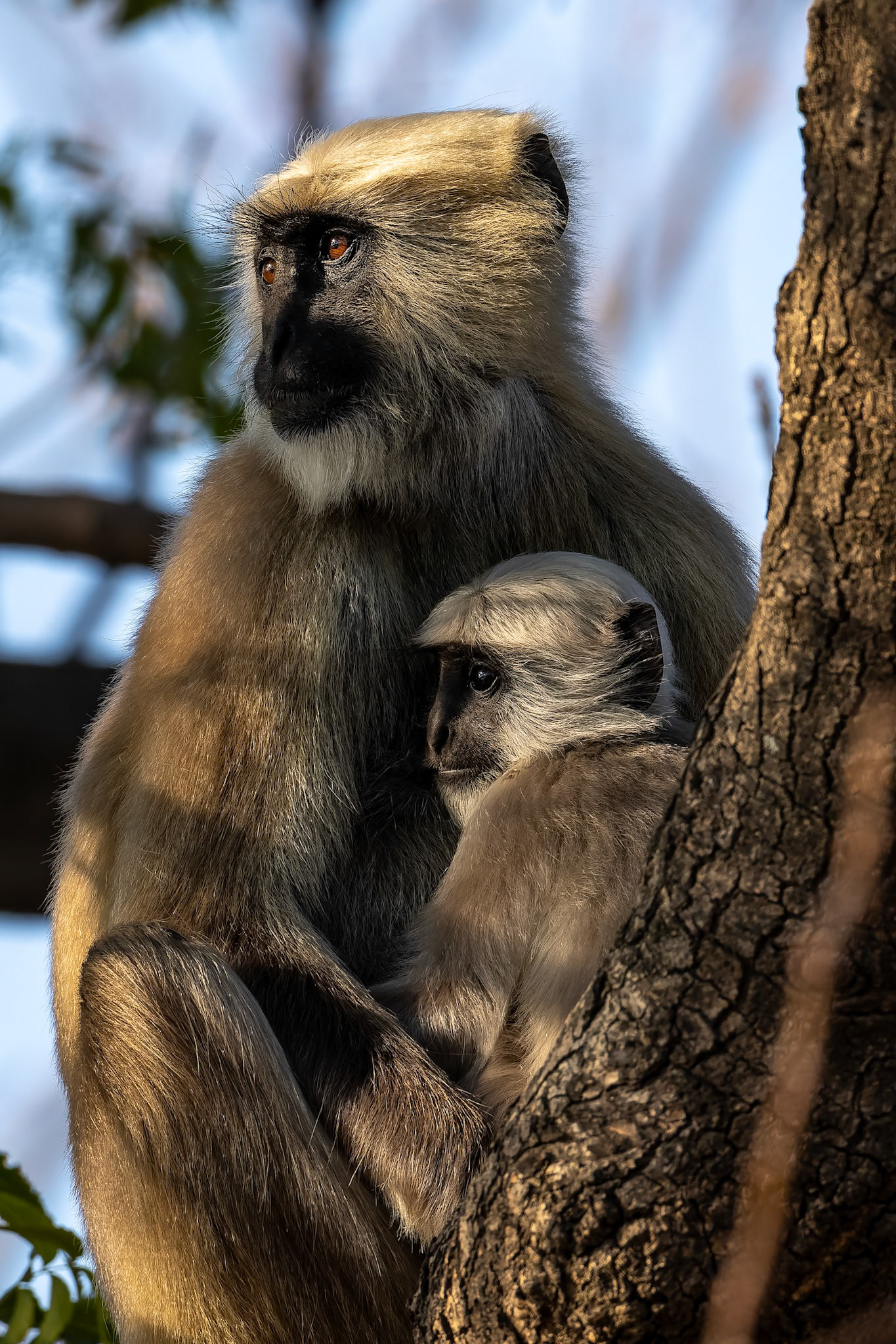Gray langur, Corbett Tiger Reserve, India