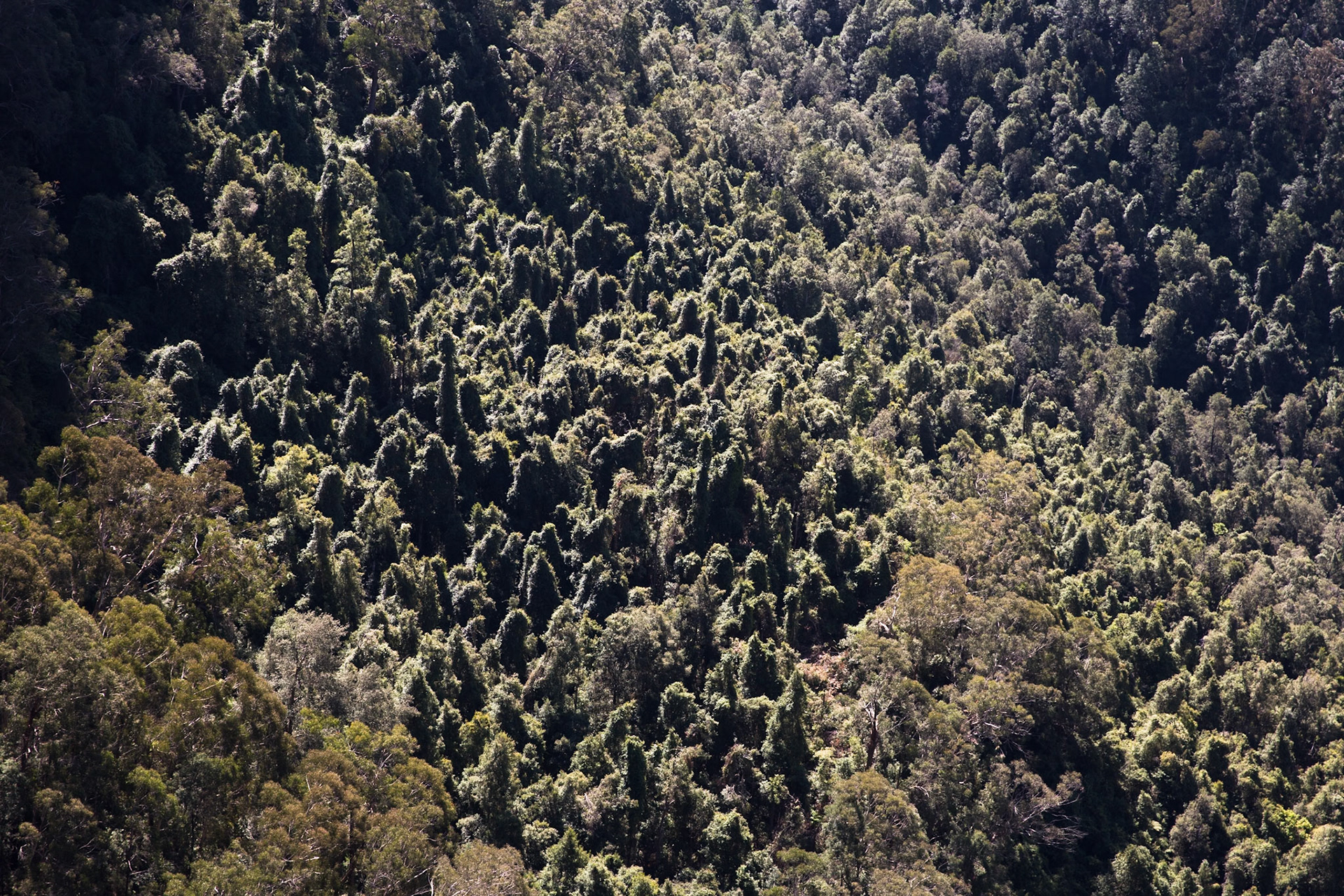 Descended from Neates Glen car park down to and through the Grand Canyon and back up to Evans Lookout. We continued along the clifftop path to Govett's leap and then on to Pulpit Rock. Notes by Peter Watt.