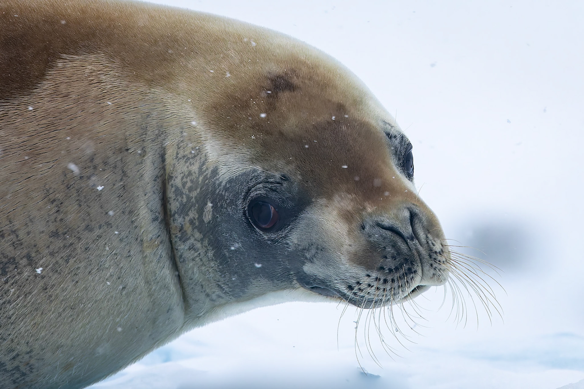 Crabeater seal, Cierva Cove, Antarctica