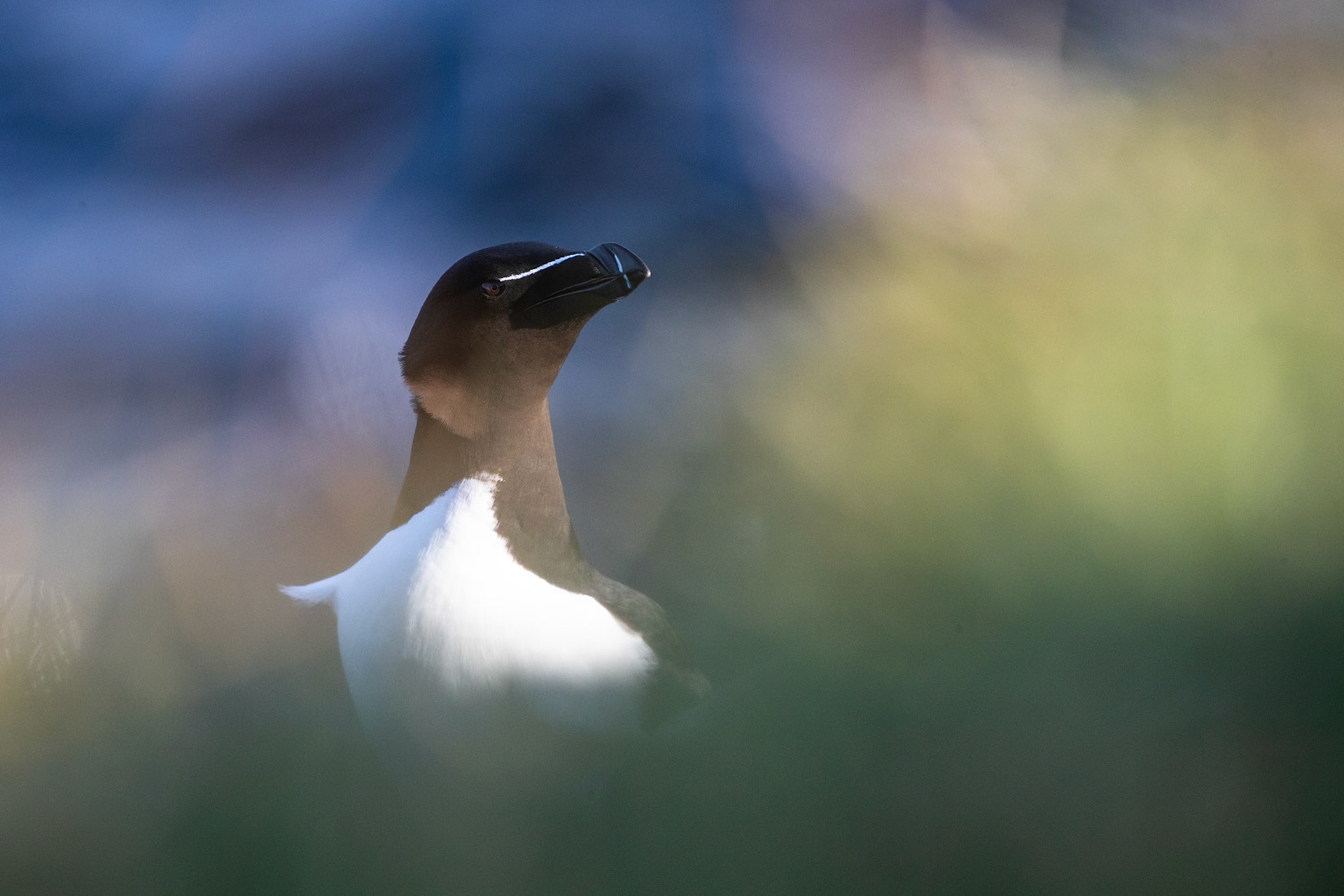 Razorbill, Grímsey Island, Iceland