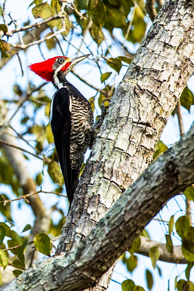 Lineated woodpecker, Pousada Piuval, Pantanal, Brazil