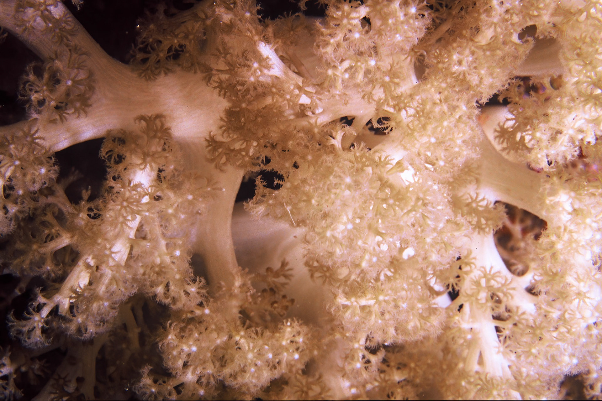 Soft coral, Comores