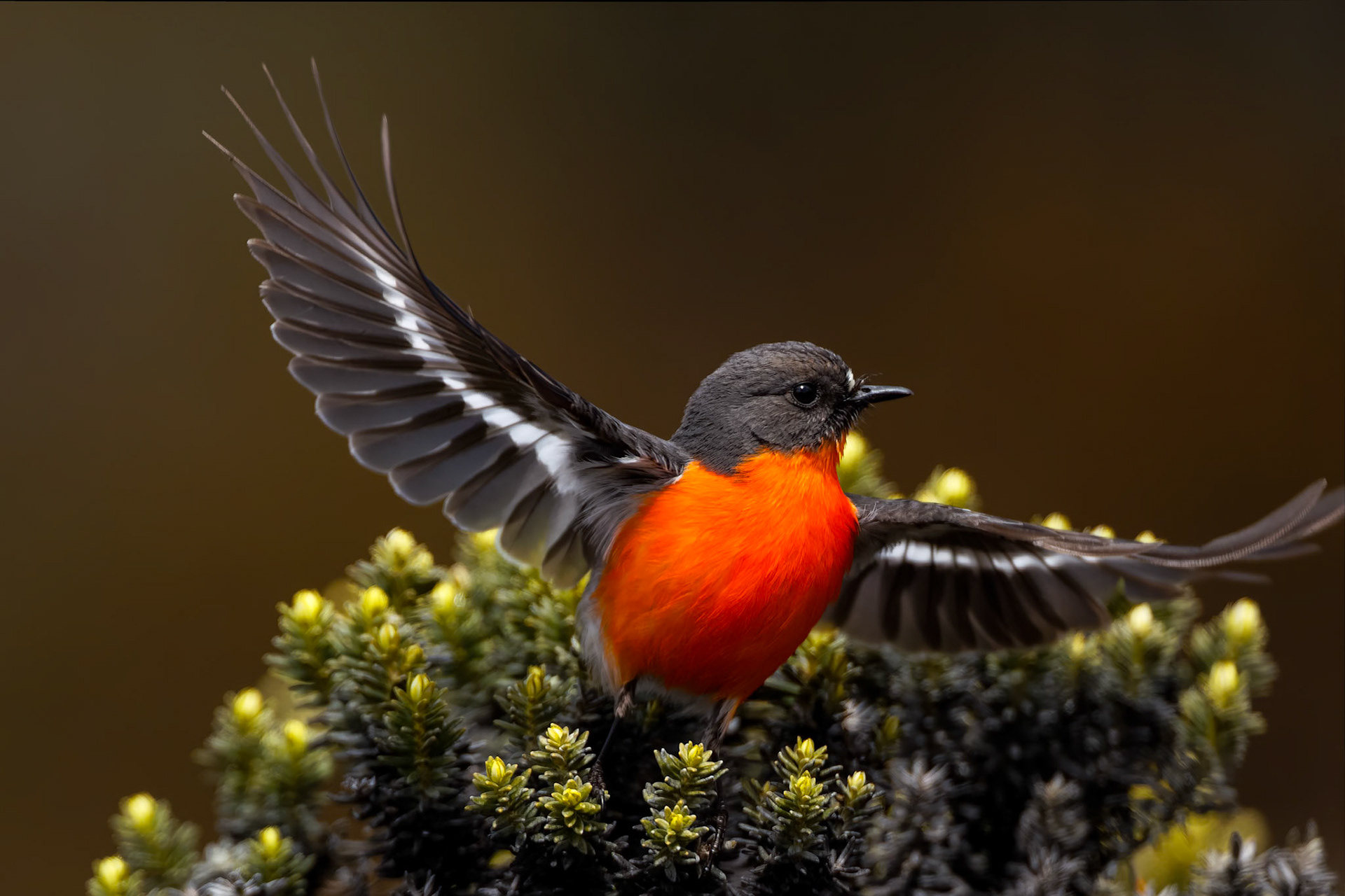 Flame robin, Mount Wellington, Hobart, Tasmania, Australia