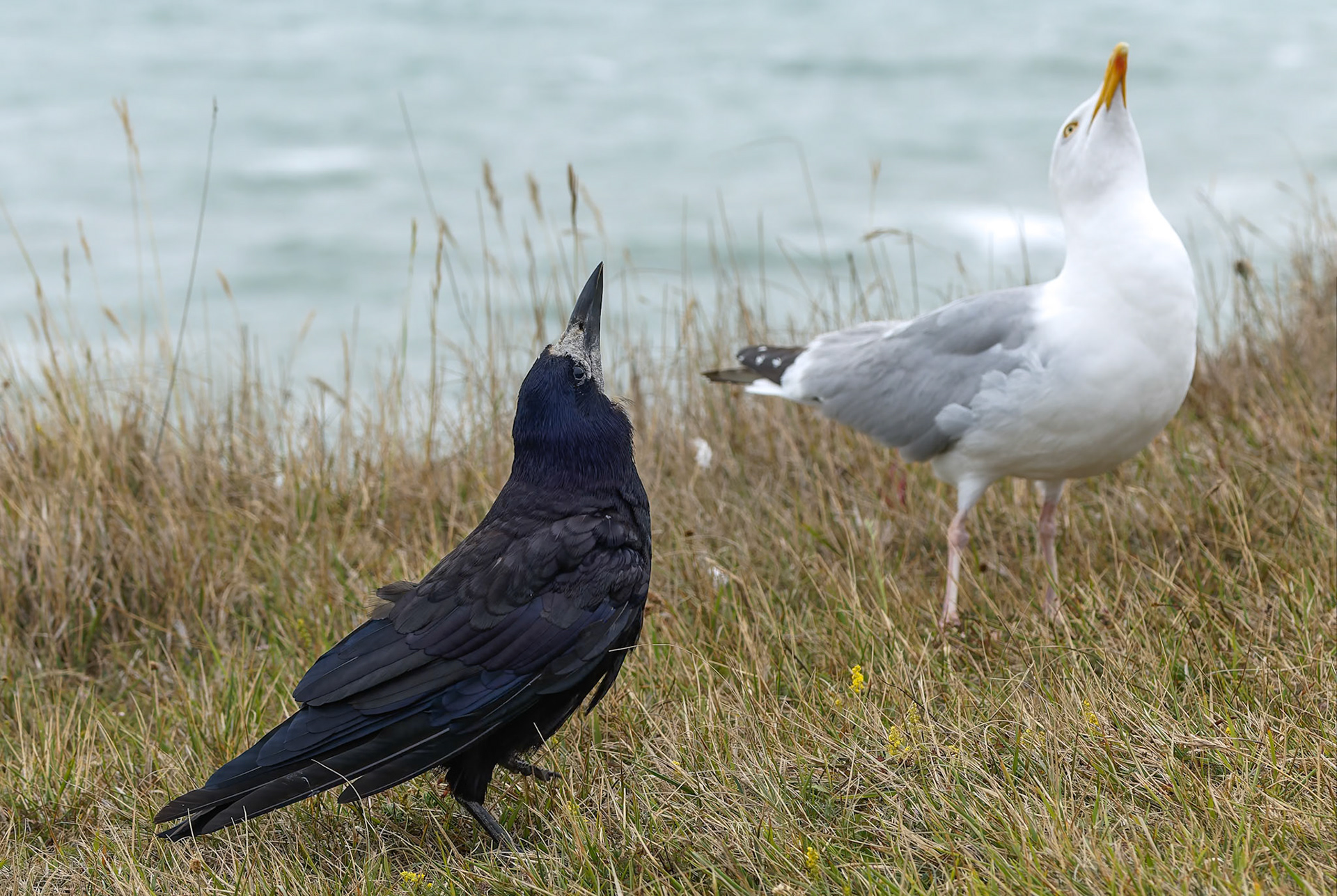 Rook and European herring gull, Birling Gap and Seven Sisters, United Kingdom