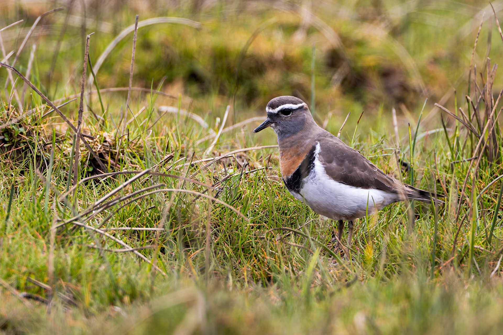 Rufous-chested dotterel, Puerto Varas Humedal, Lepihve, Chilé