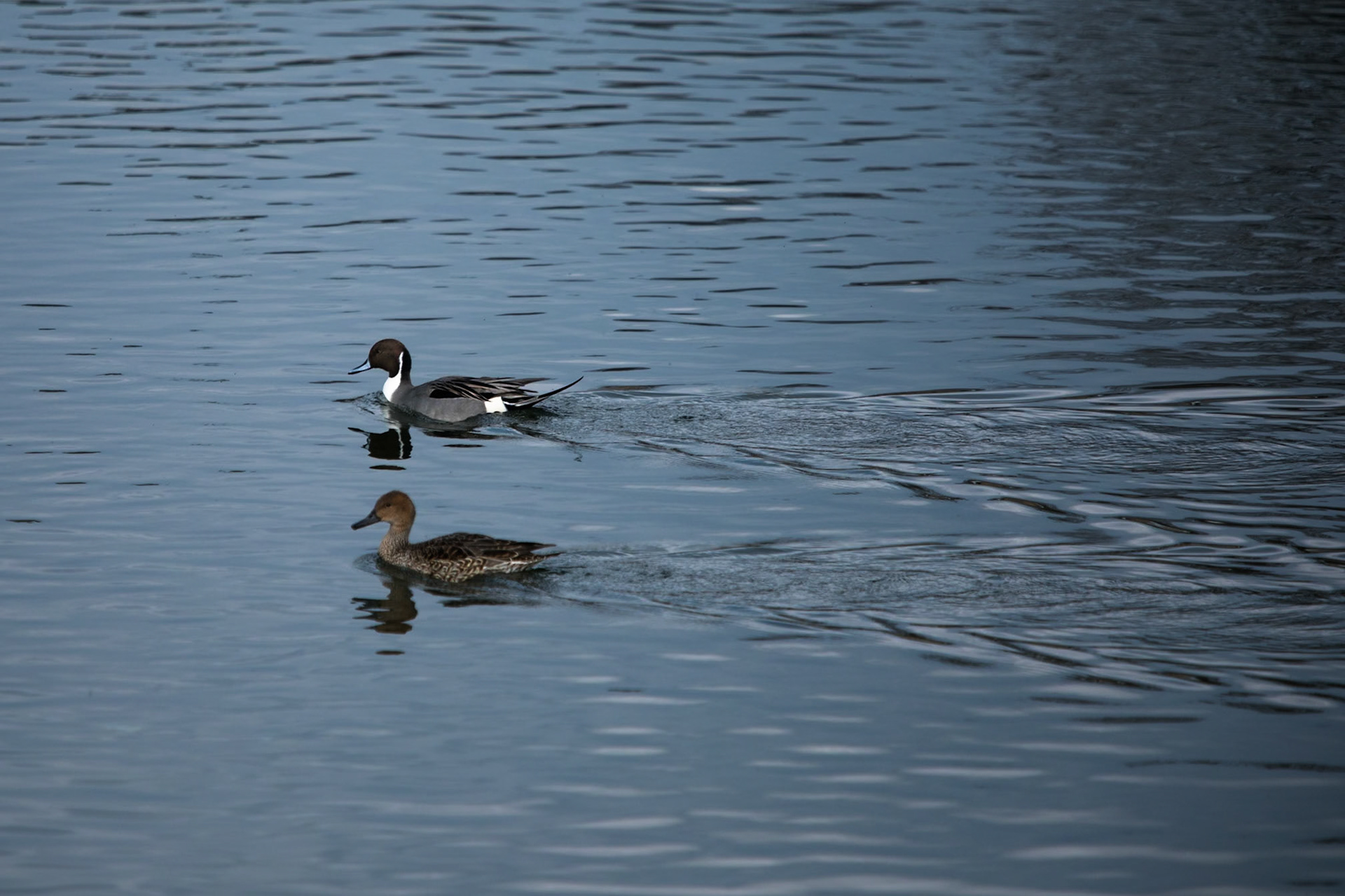 Northern pintail, Kamo river, Kyoto, Japan