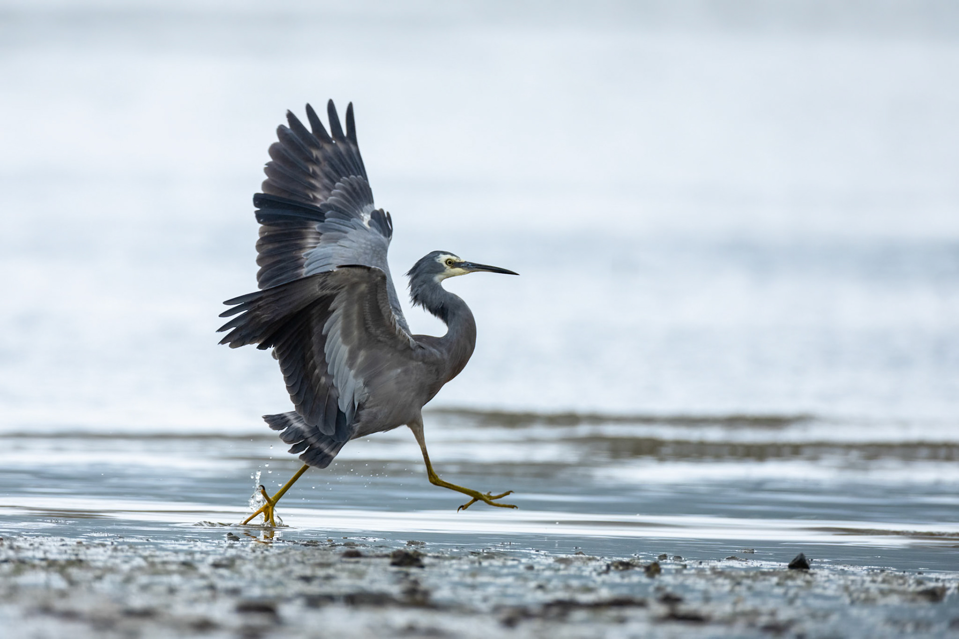 White-faced heron, Cairns, Queensland