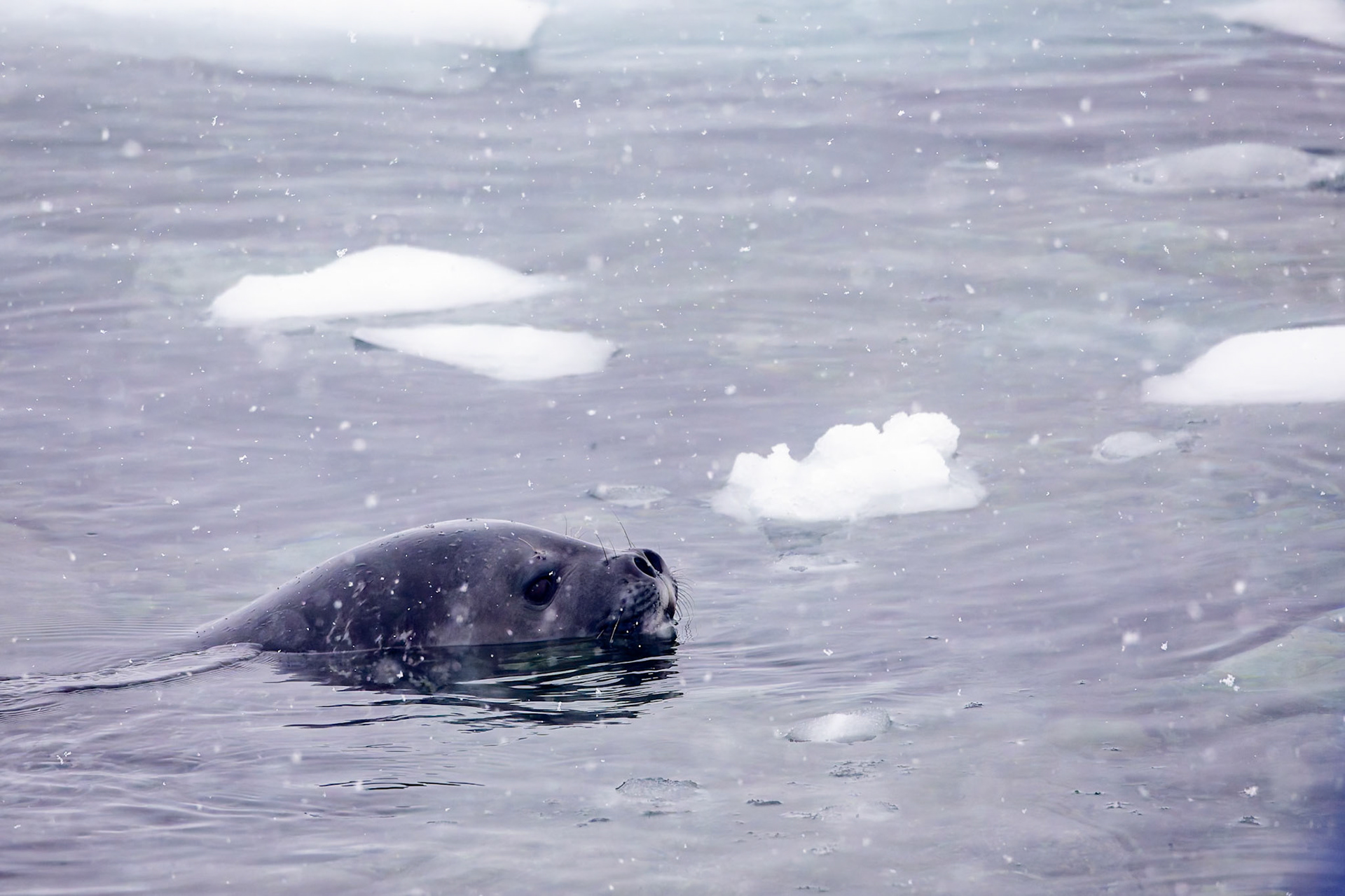 Weddell seal, Danko Island, Antarctica