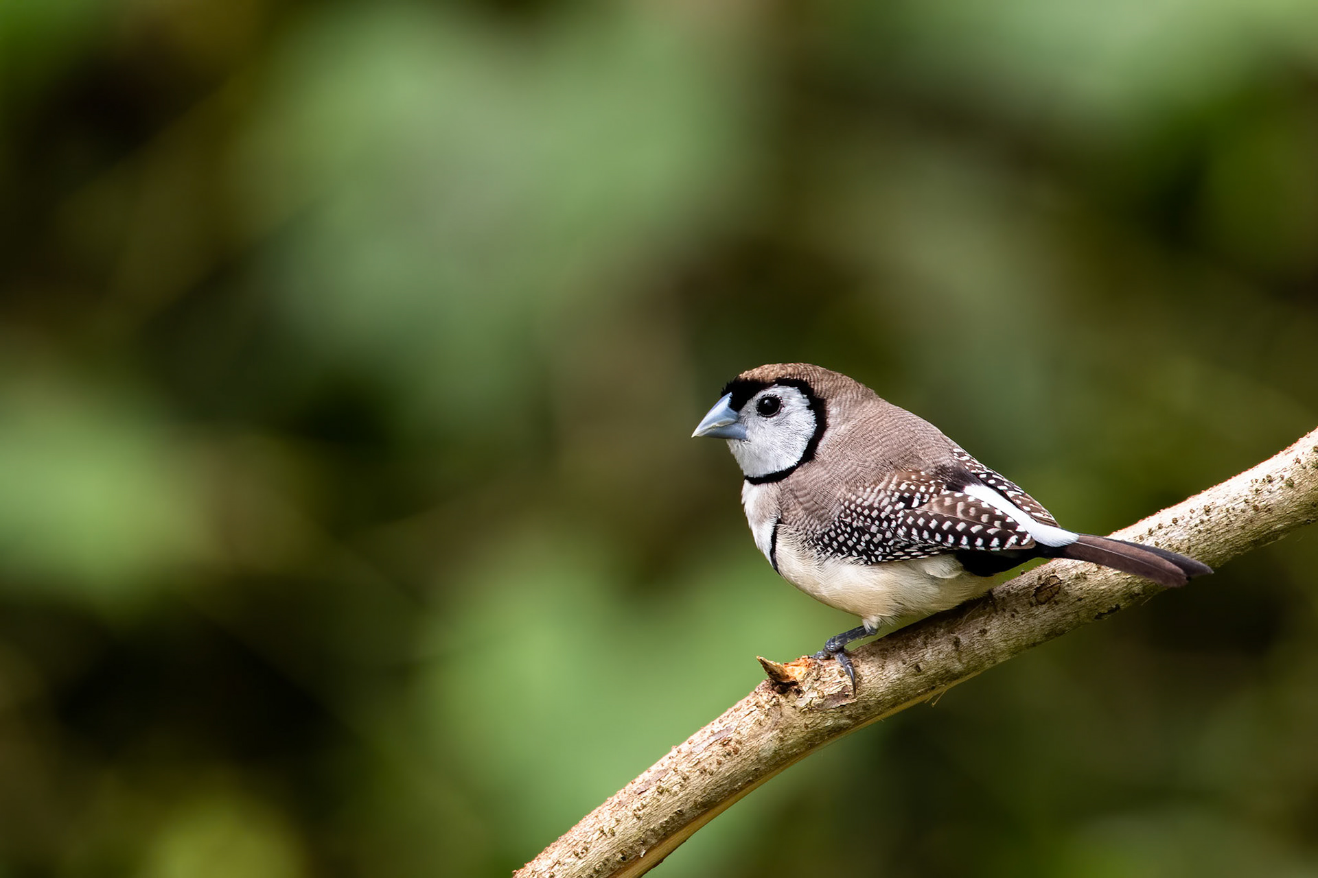 Double-barred finch, Lake Eacham, Queensland, Australia