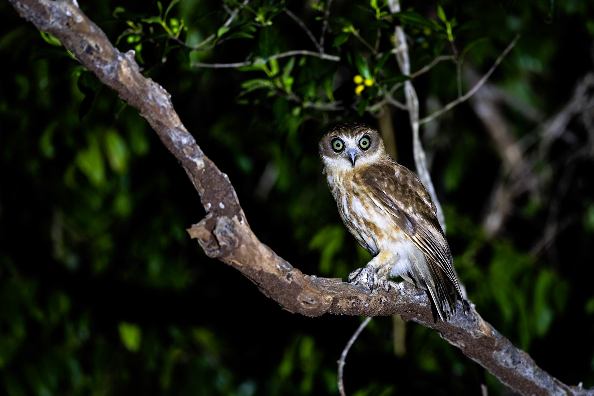 Southern boobook, Kutini-Payamu (Iron Range) National Park, Cape York Penninsula, Queensland