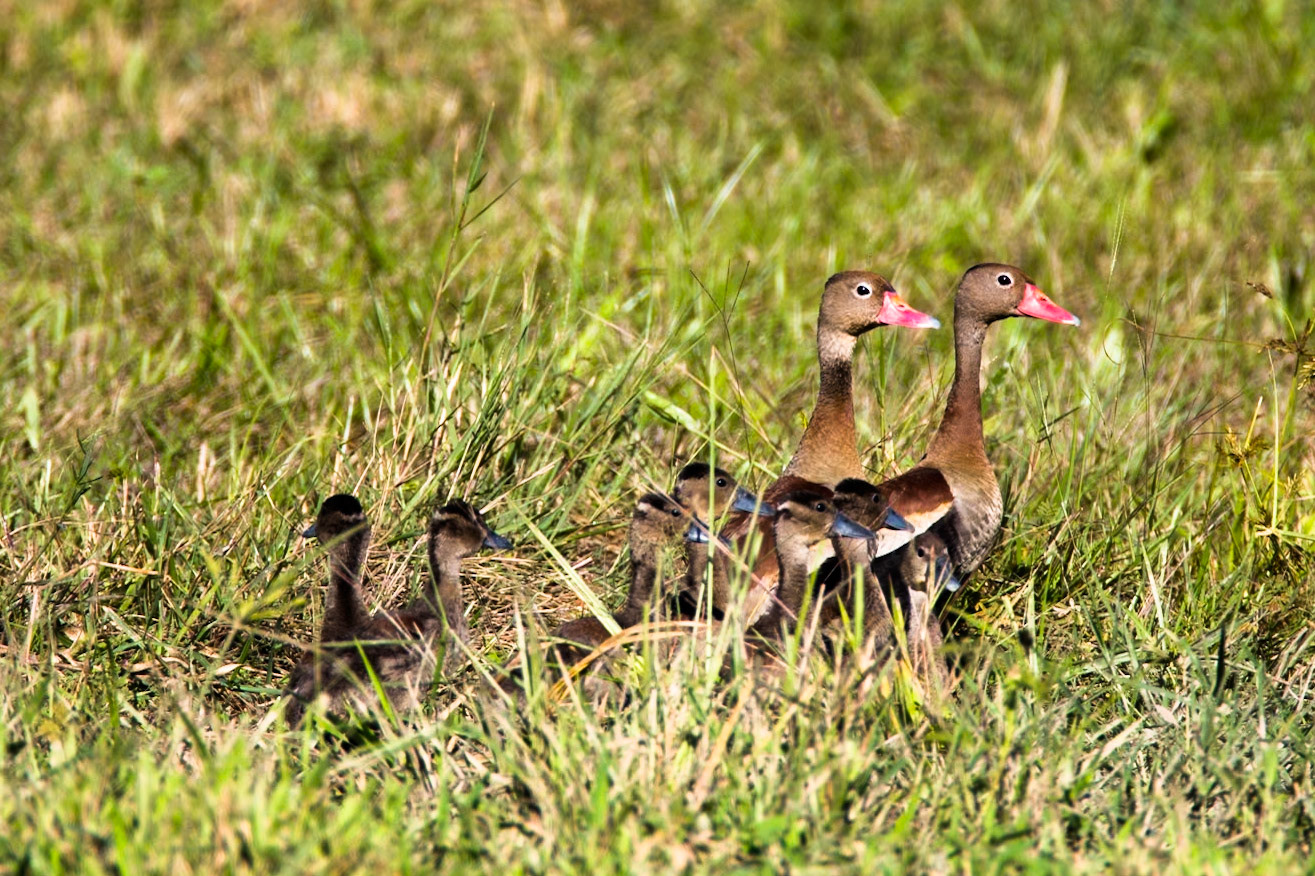 Black-bellied whistling ducks, Porto Jofre, Pantanal, Brazil