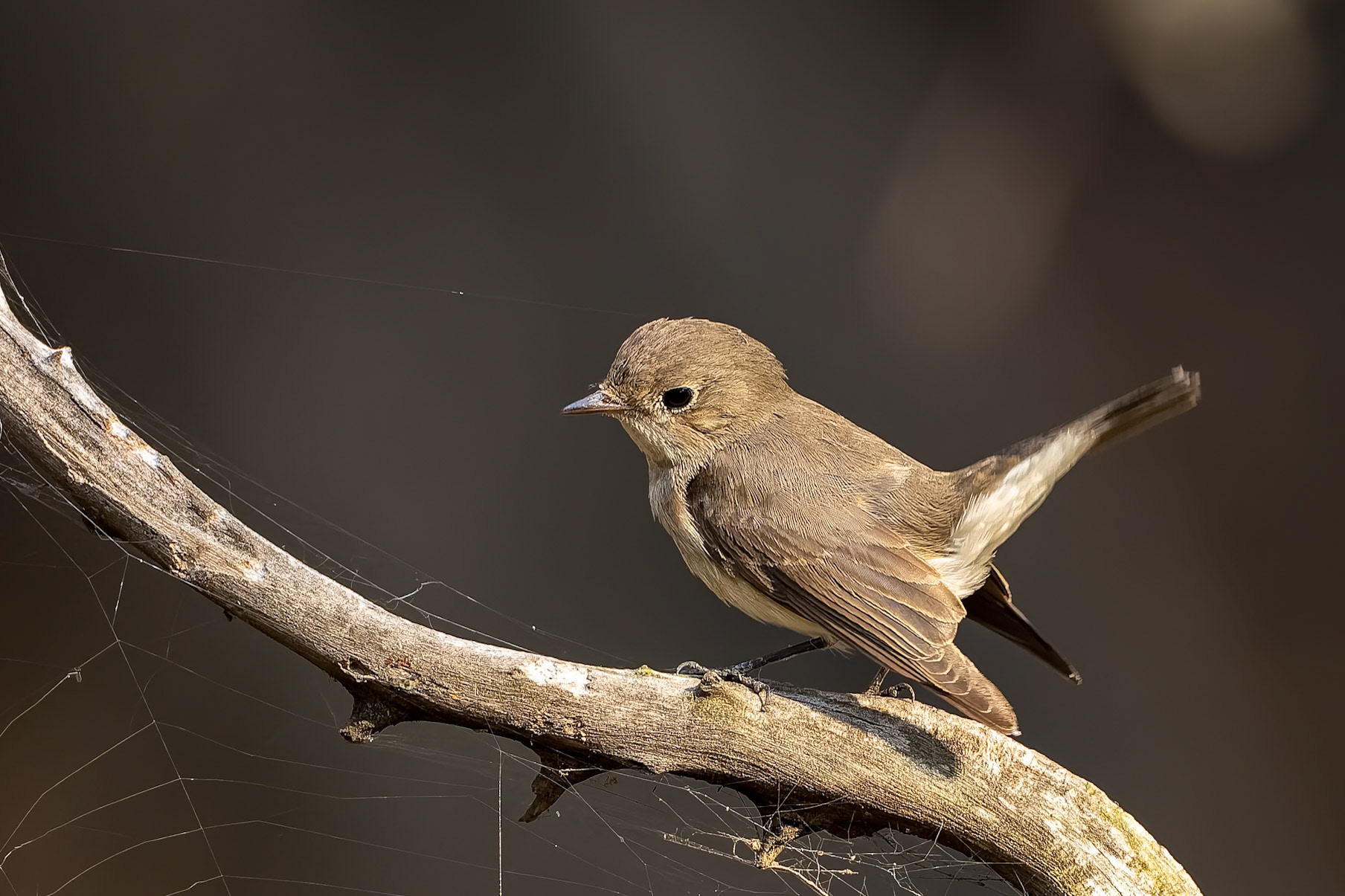 Red-breasted flycatcher, Keoladeo National Park, Bharatpur, India