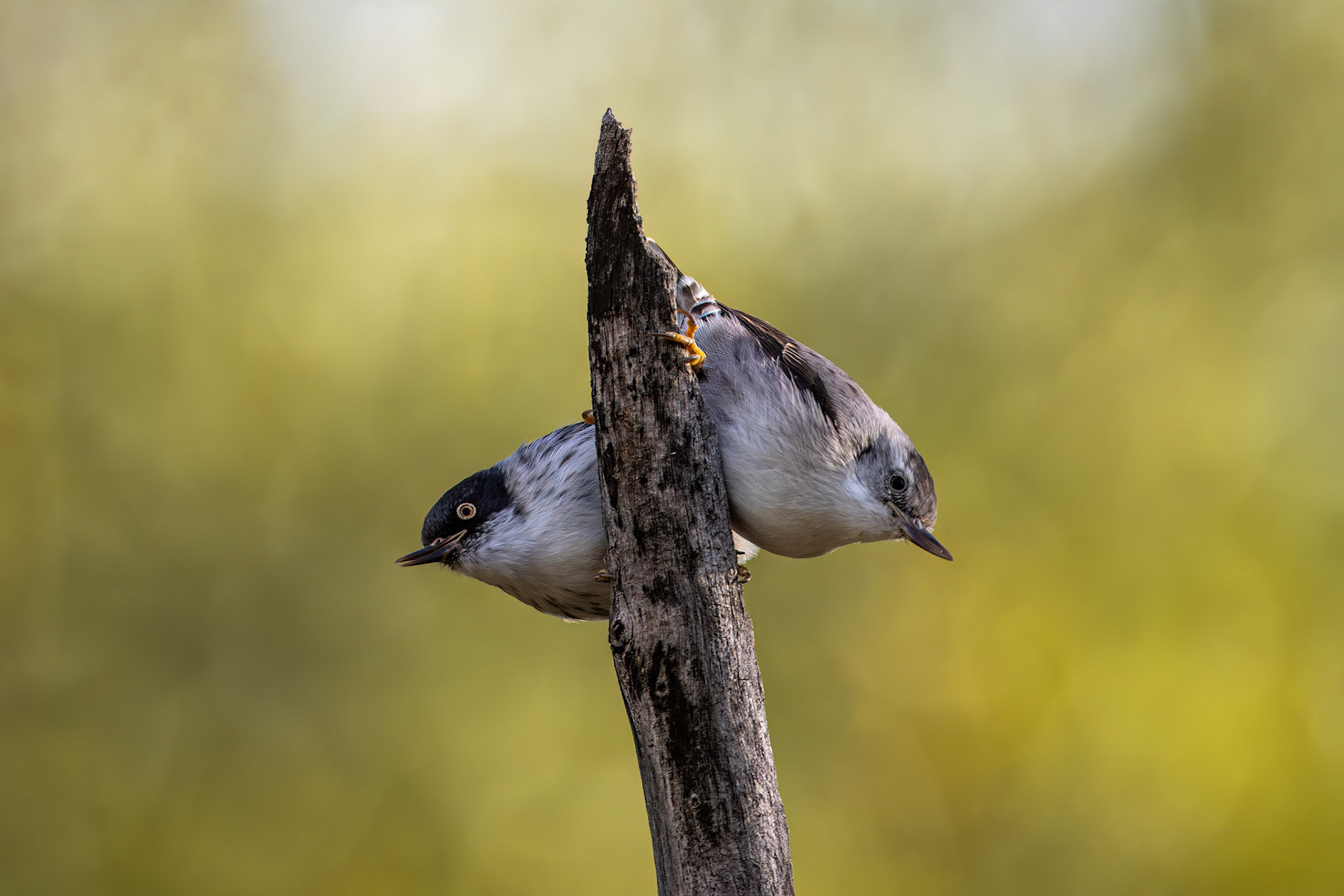varied sittella, Thargomindah to Eulo, Queensland, Australia