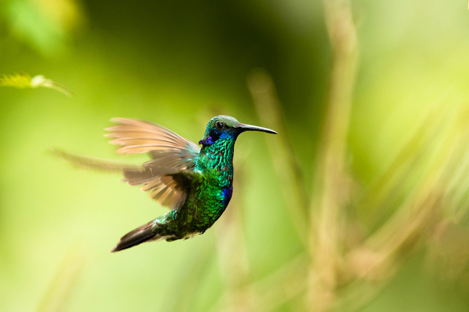 Sparkling violet-ear, Cock of the Rock lodge, Manu road, Peru