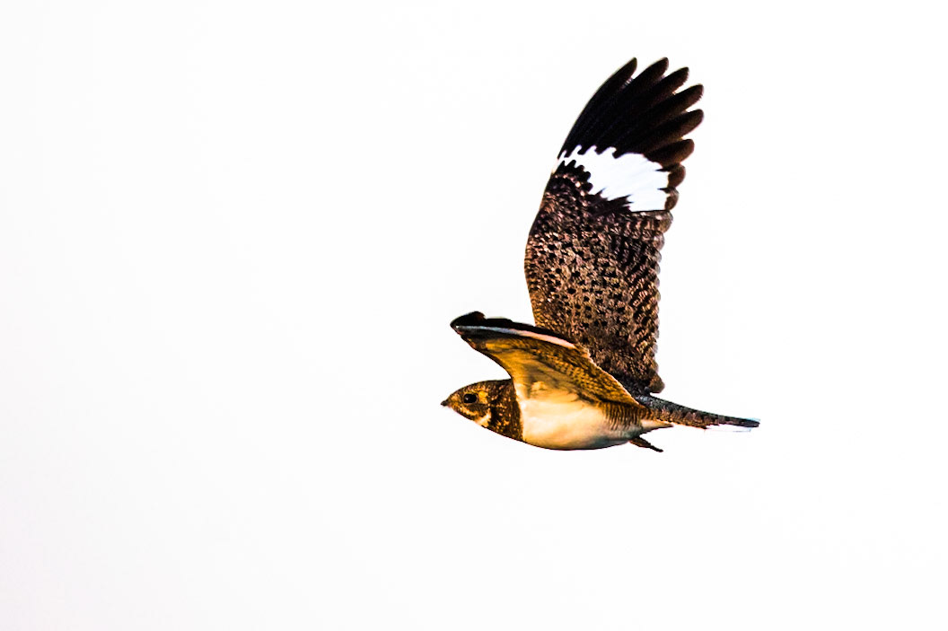 Nacunda nighthawk, Pousada Piuval, Pantanal, Brazil