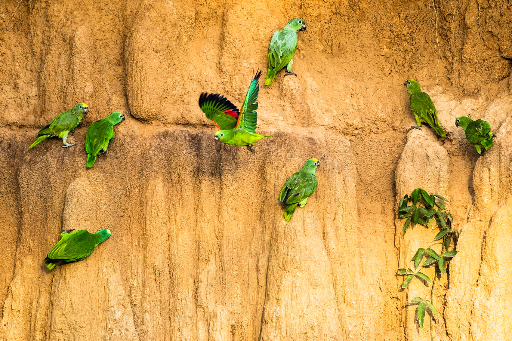 Yellow-crowned parrot, Tambo Blanquillo, Manu National Park,  Peru