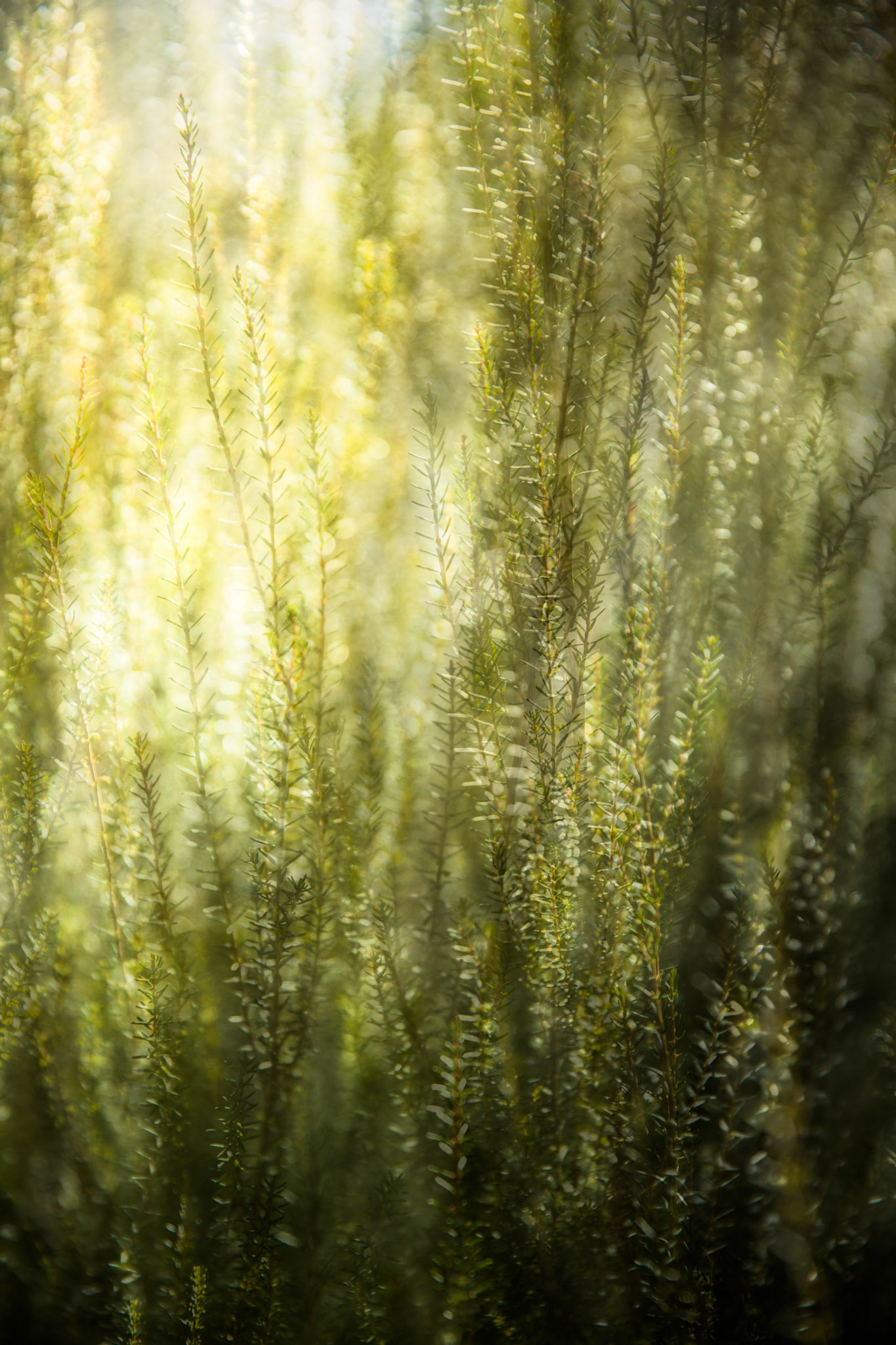 Blue Mountains Botanic Gardens, Mount Tomah