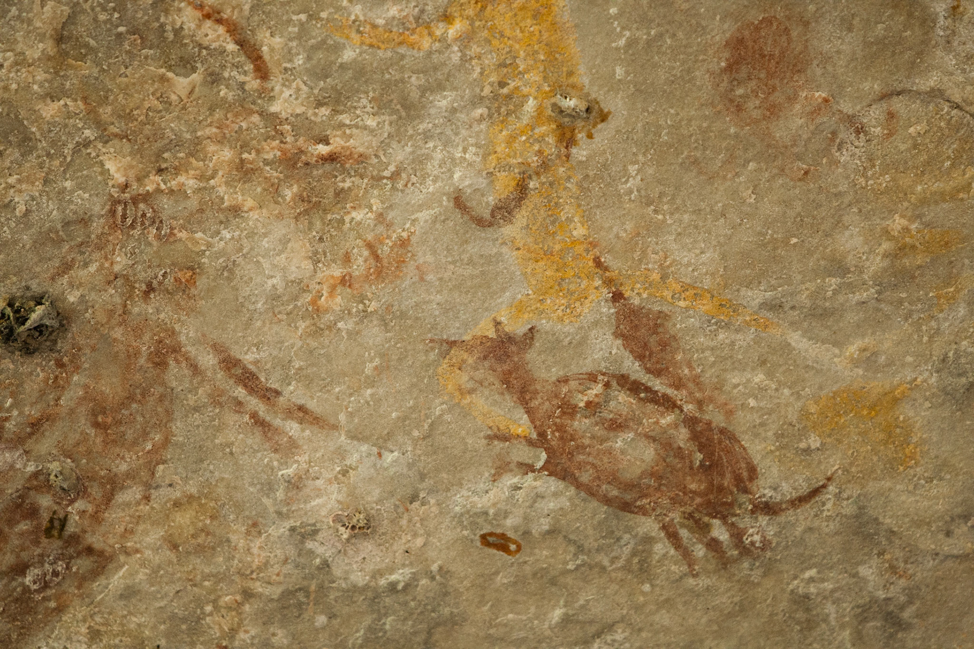 Rock-art wallaby, Mount Borradale, Arnhemland, Northern Territory