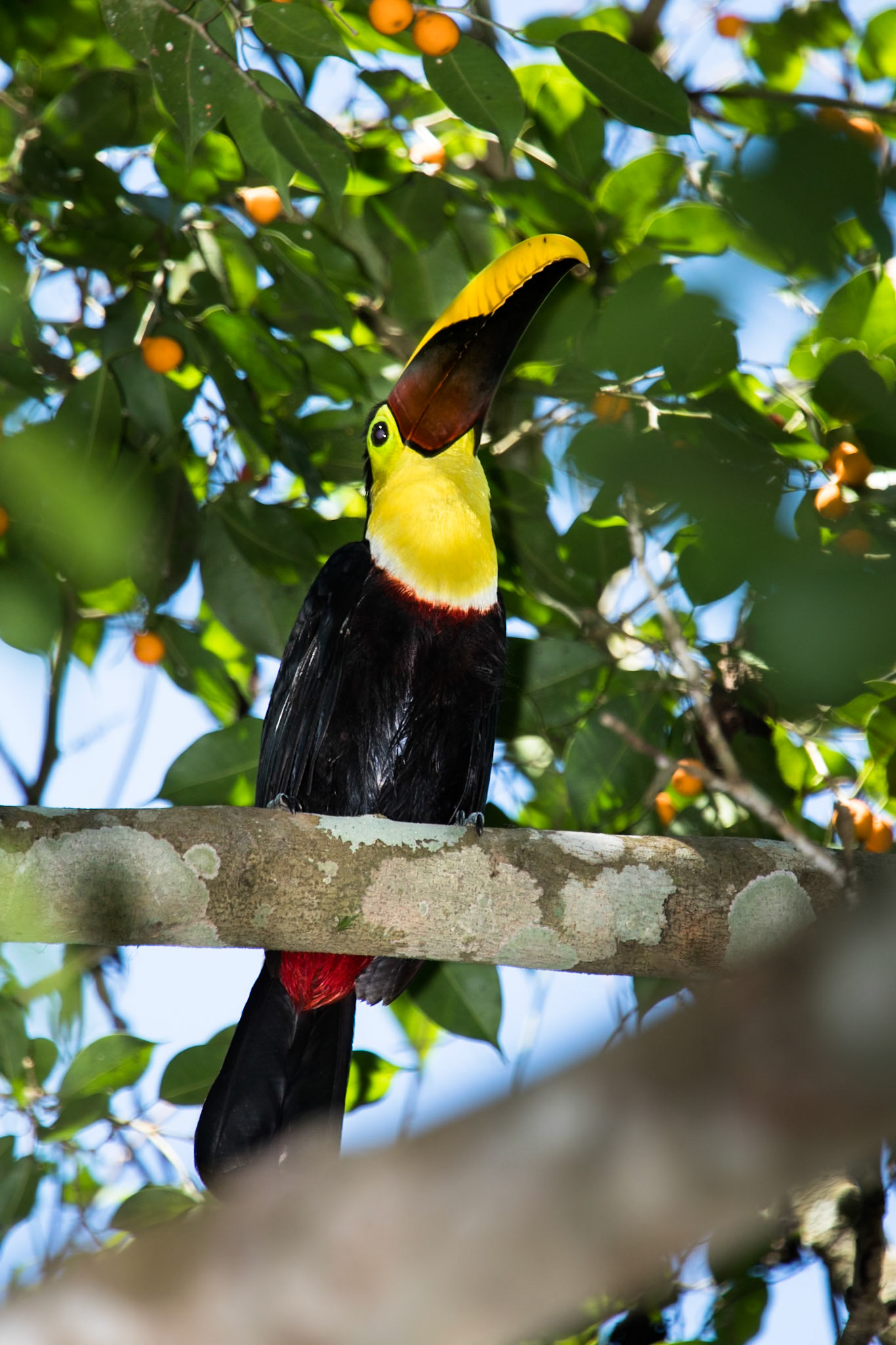 Black-mandibled toucan, Villa Lapas, Costa Rica