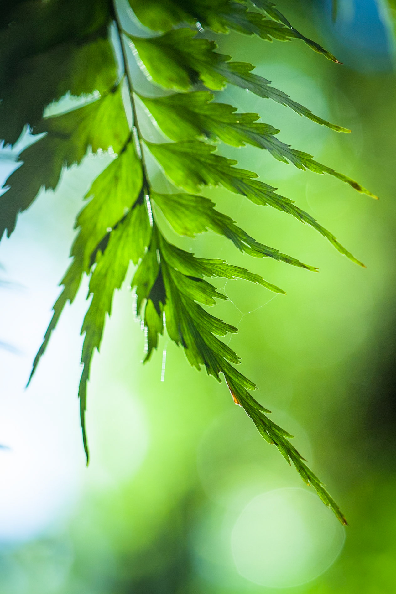 Lamington National Park, Queensland
