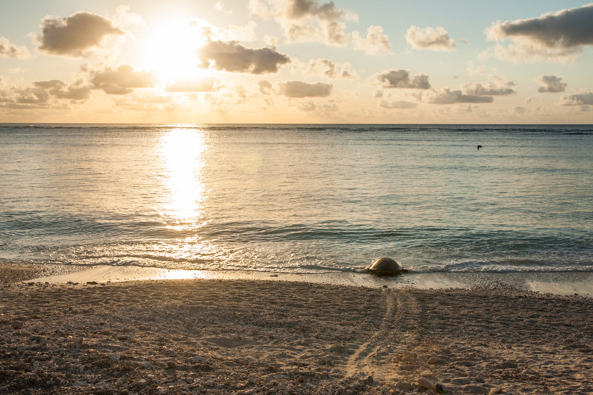 Turtle, Lady Elliot Island, Queensland, Australia