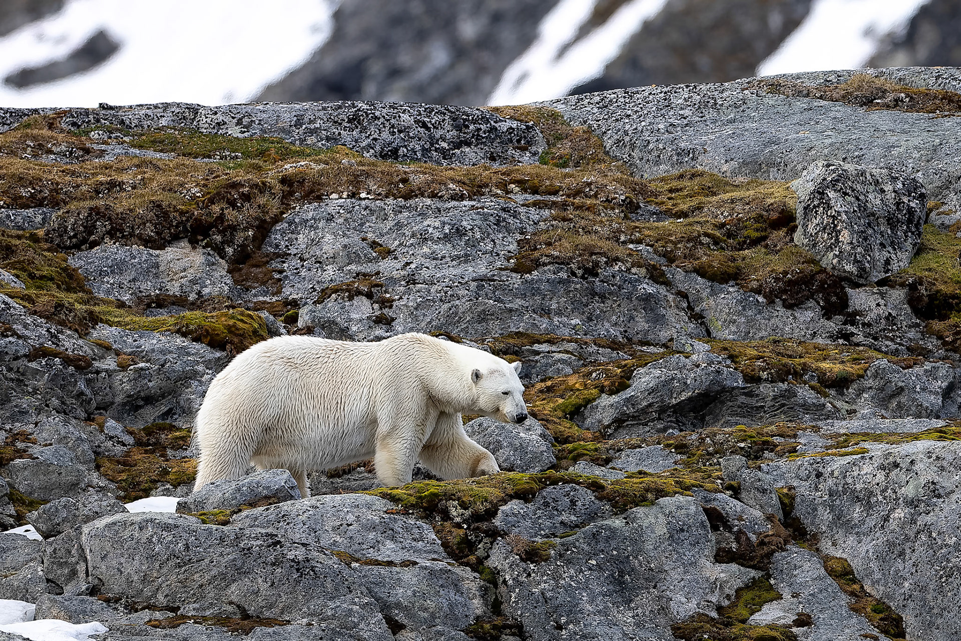 Polar bear, Hamiptonbukka, Svalbard, Norway