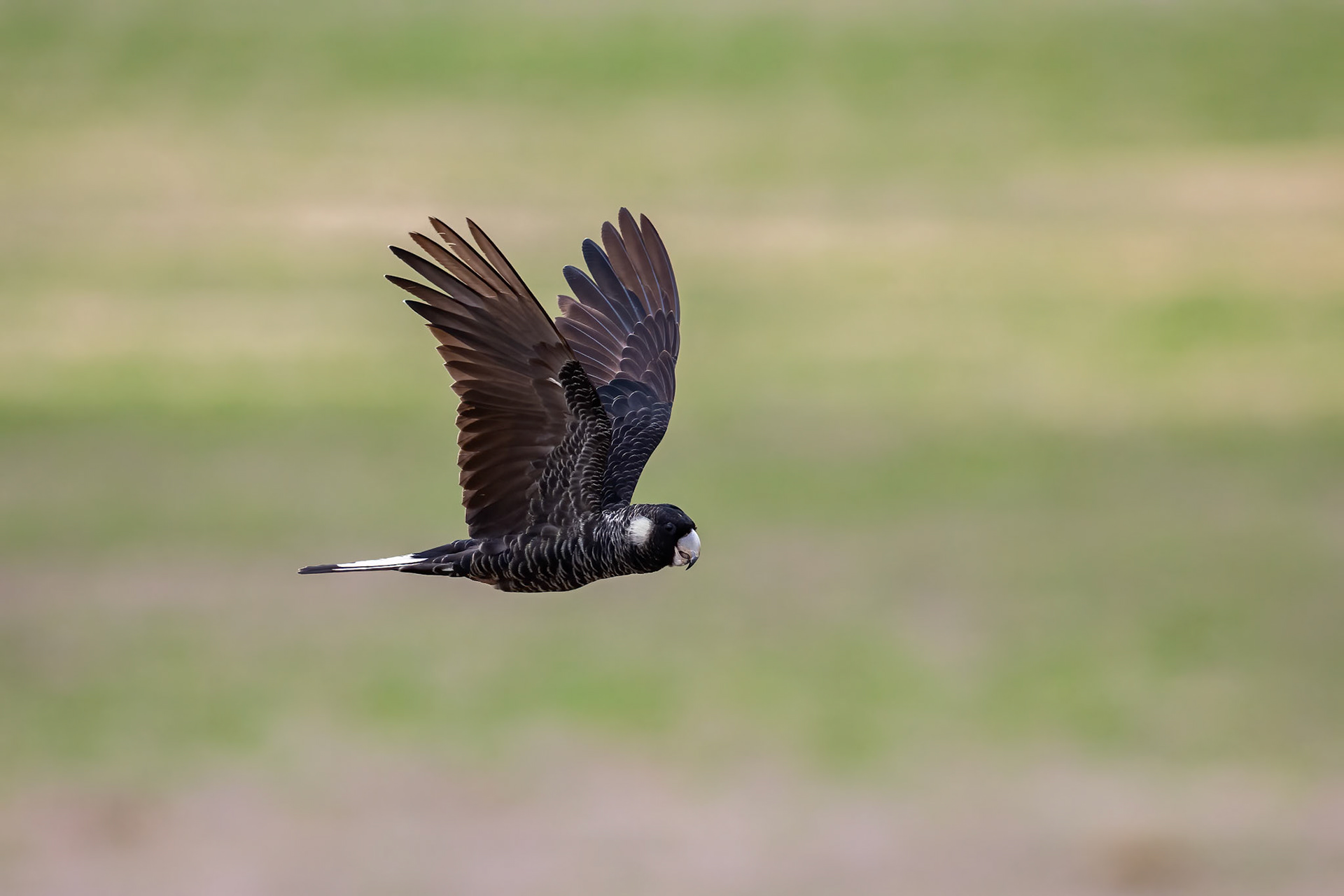 Baudin cockatoo, Stirling Ranges, West Australia