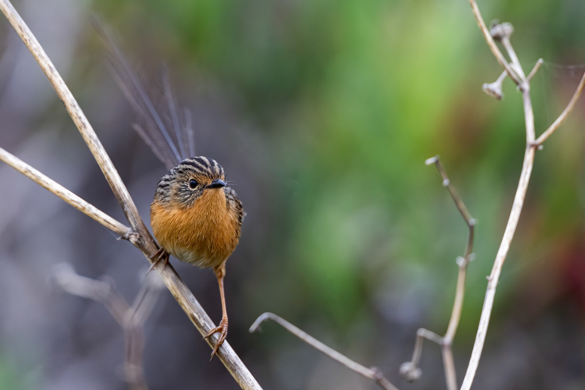 Southern emuwren, Margaret River, West Australia