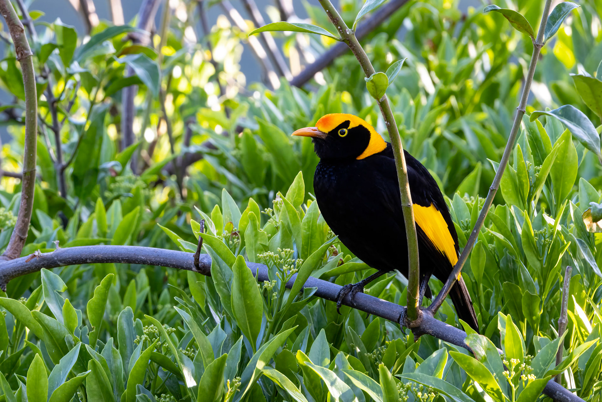 Regent bowerbird, O'Reilly's Rainforest Retreat, Lamington National Park, Queensland, Australia