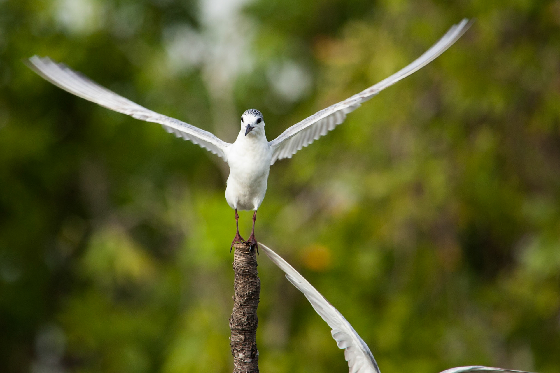 Whiskered tern, Cooinda, Kakadu, Northern Territory