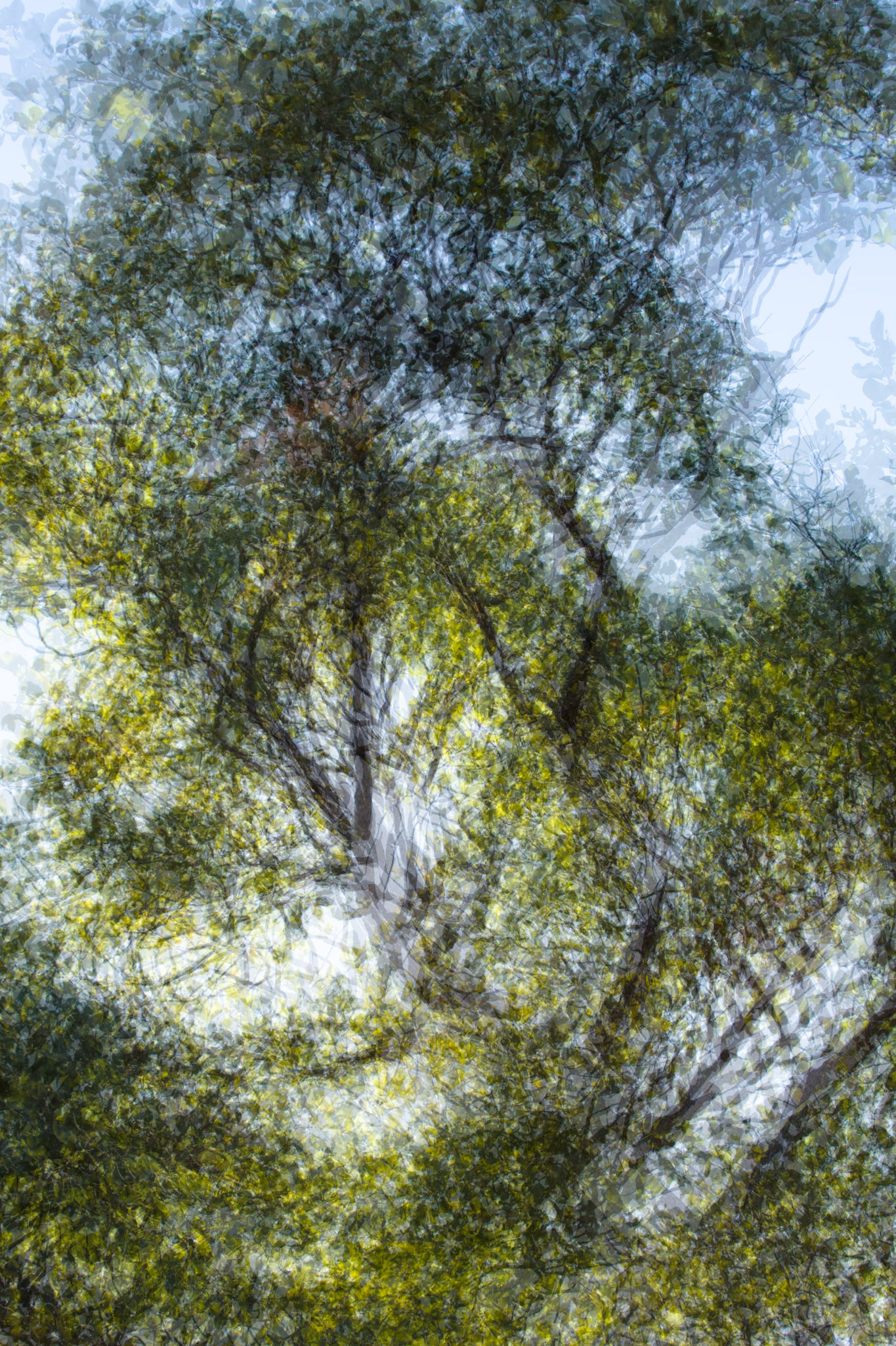 Near Moonshine gorge, El Questro Wilderness Park, The Kimberly, Western Australia