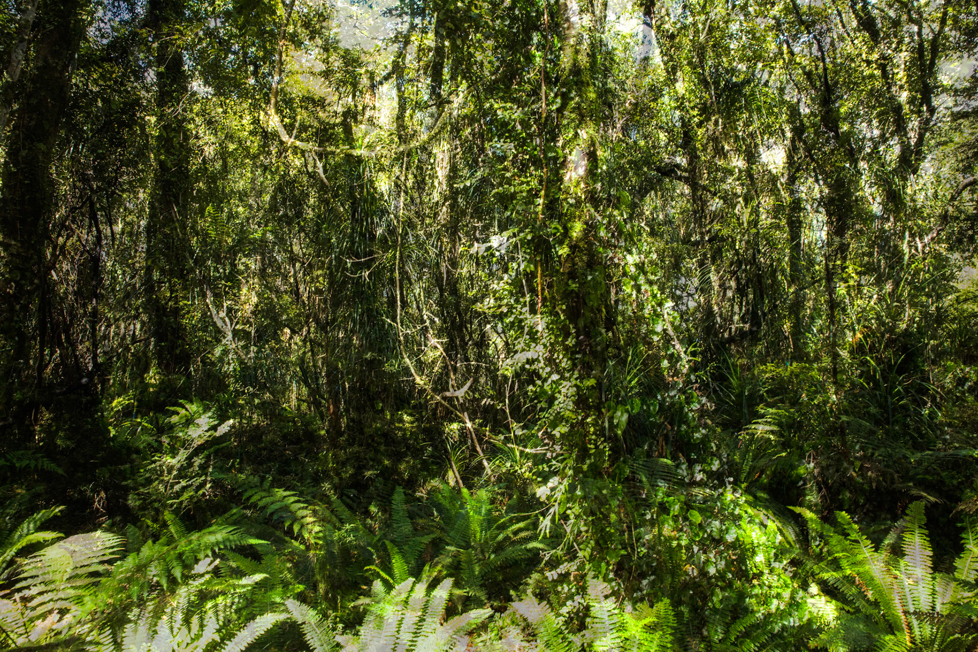 Hollyford Track, Pyke Lodge to Martin's Bay, New Zealand