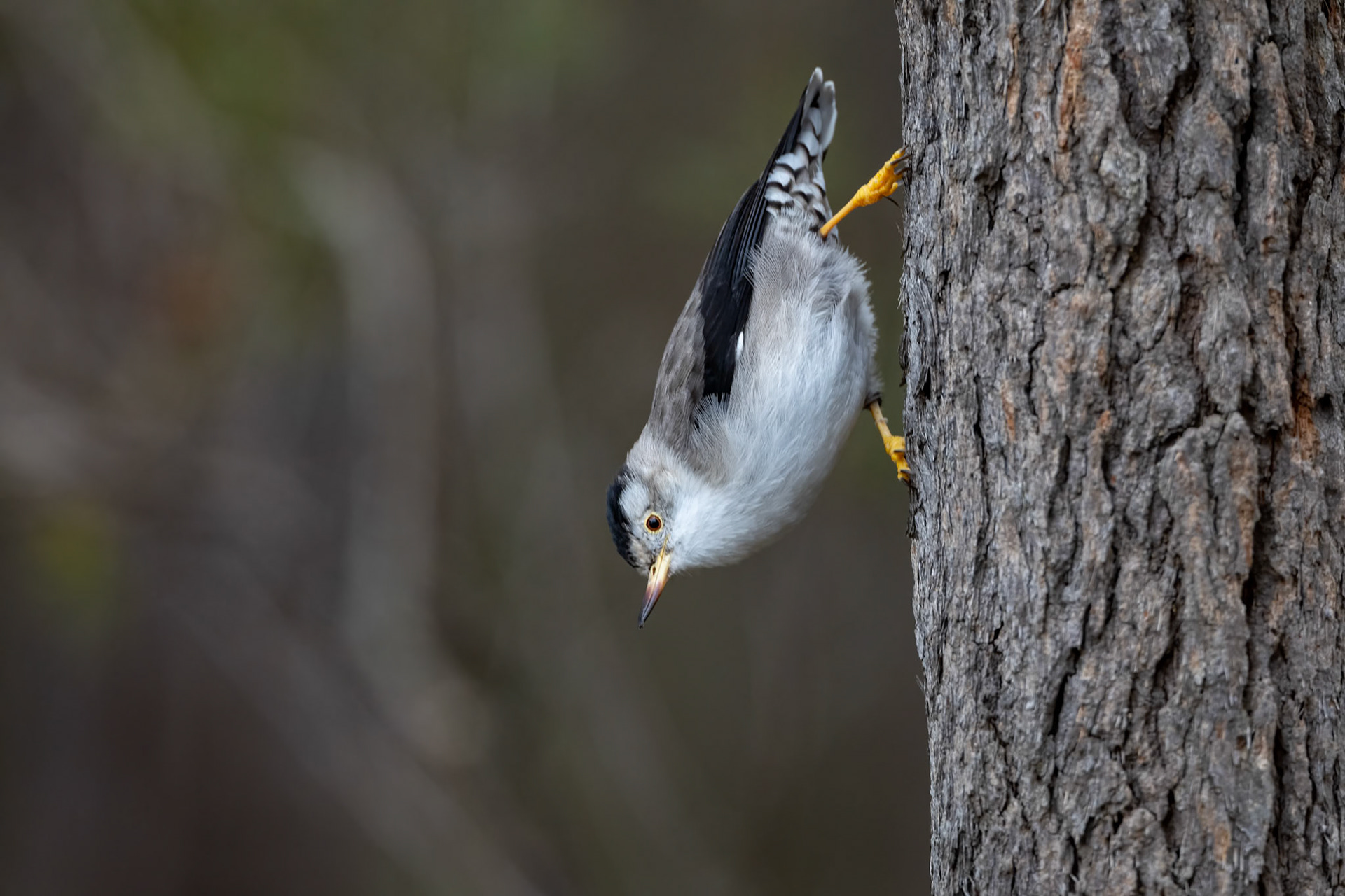 Varied sitella, near Margaret River, West Australia