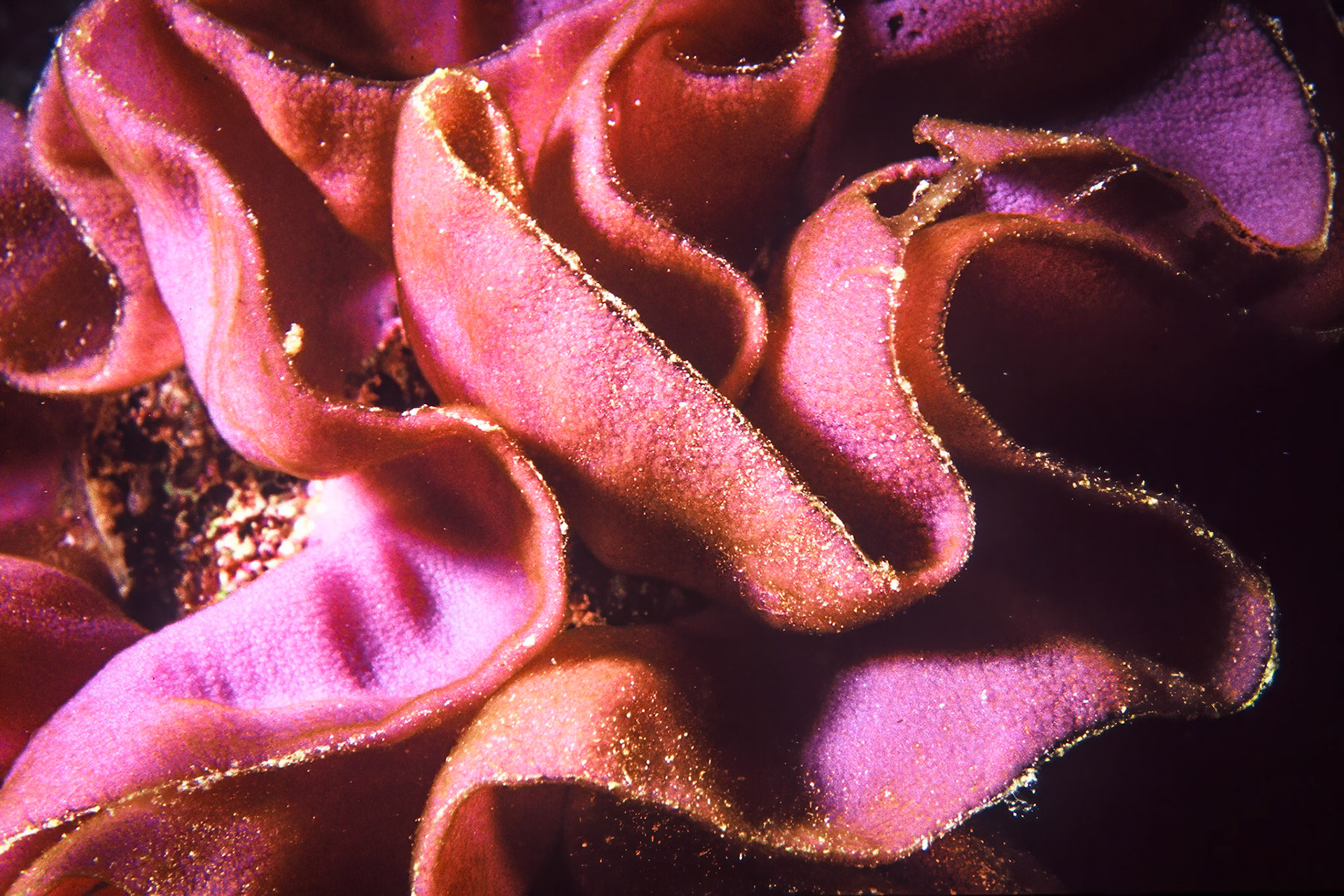 Nudibranch eggs, Comores