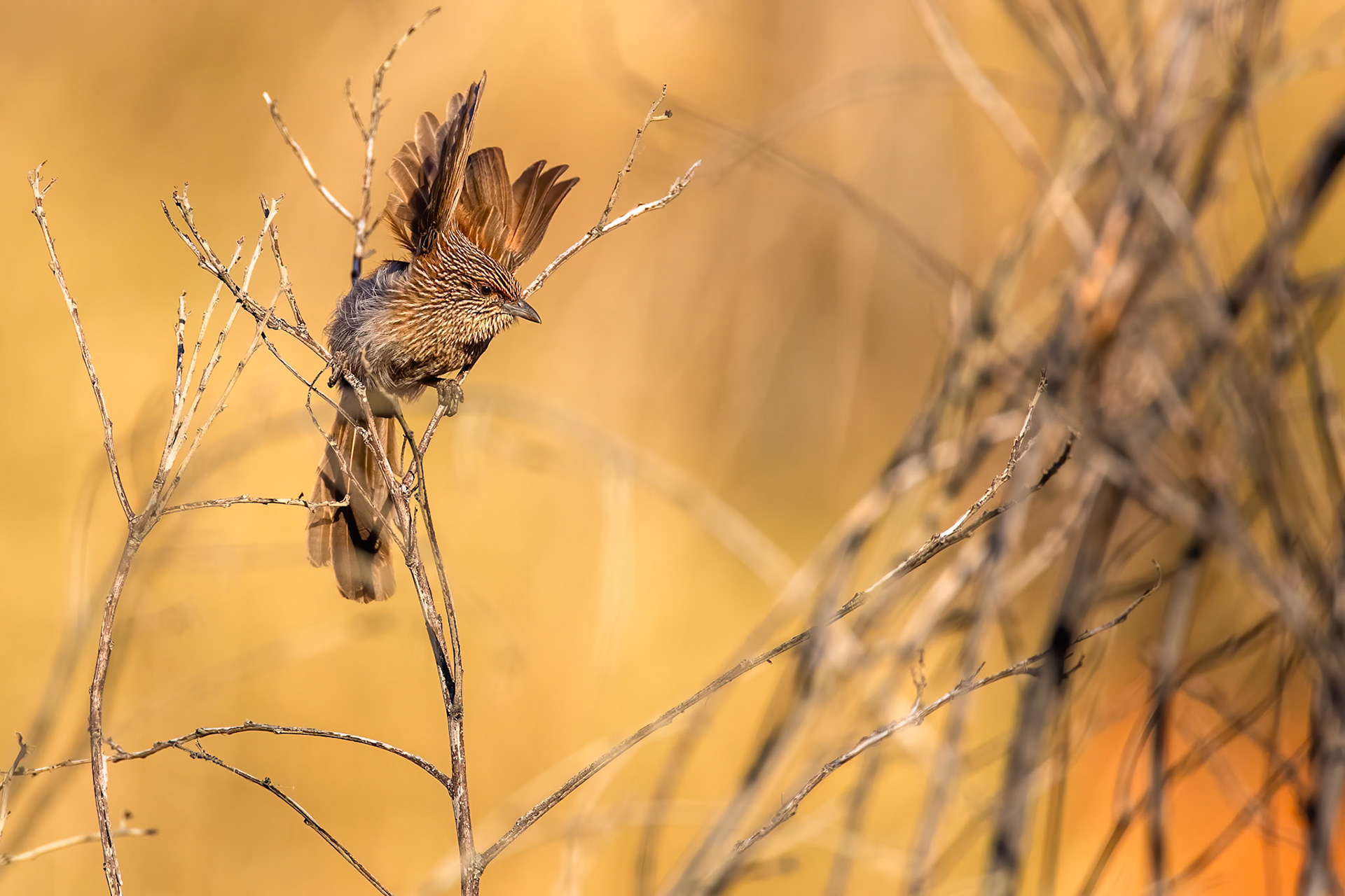 Kalkadoon grasswren, Mount Isa, Queensland, Australia