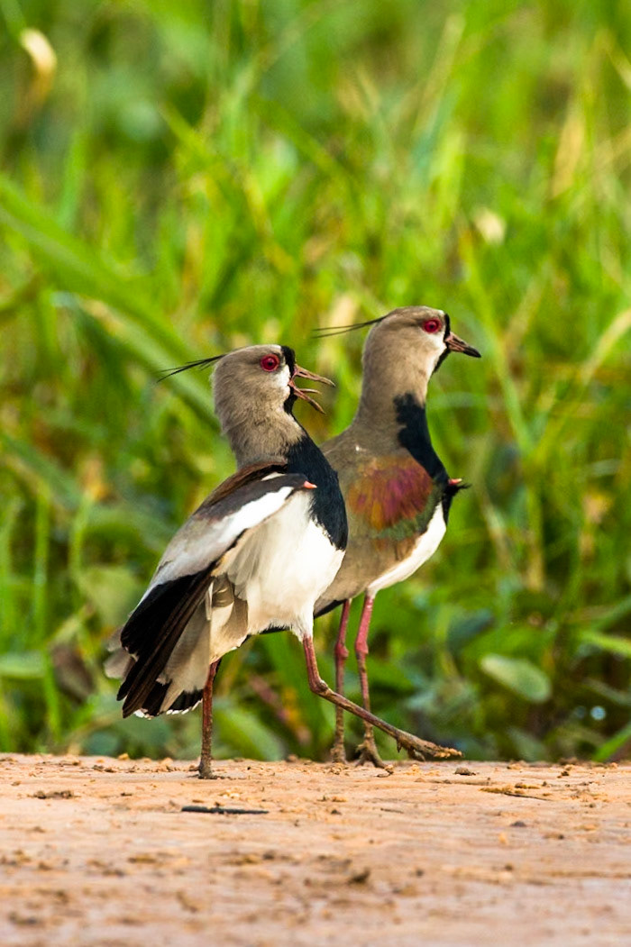 Southern lapwing, Porto Jofre, Pantanal, Brazil