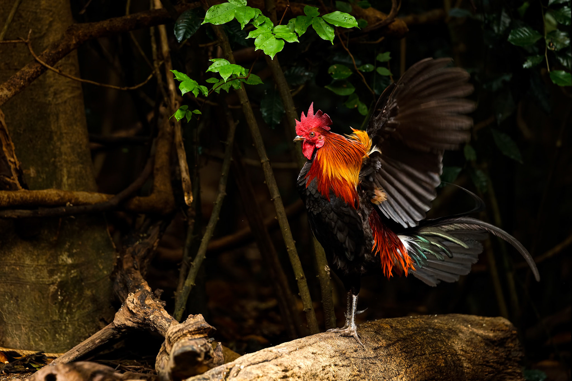 Red junglefowl, Khaeng Krackan National Park, Thailand