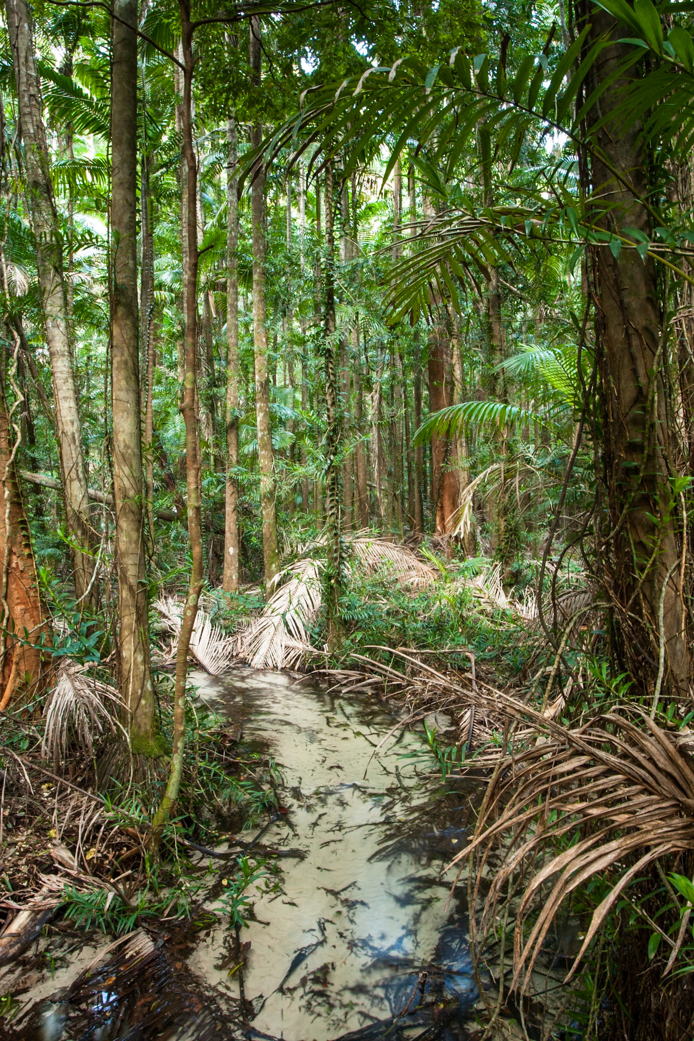 Intermediate forest at Central Station, Fraser Island, Queensland