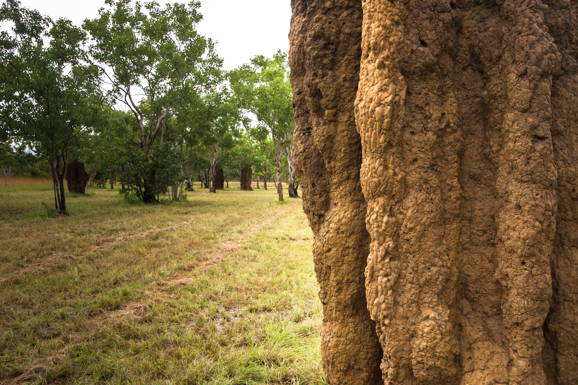 Cathedral-ant hill, Pine Creek, Northern Territory