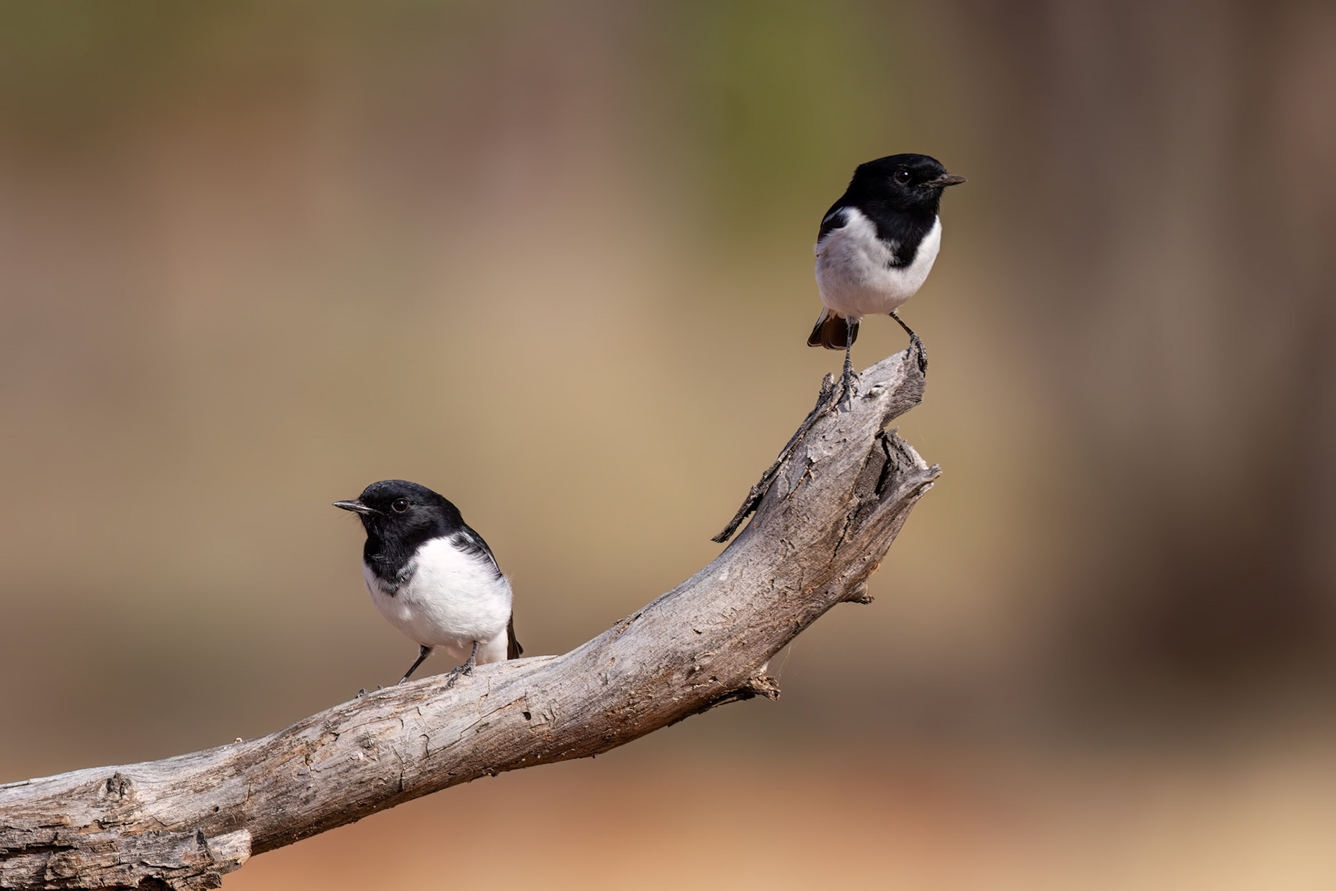 Hooded robin, Thargomindah to Eulo, Queensland, Australia