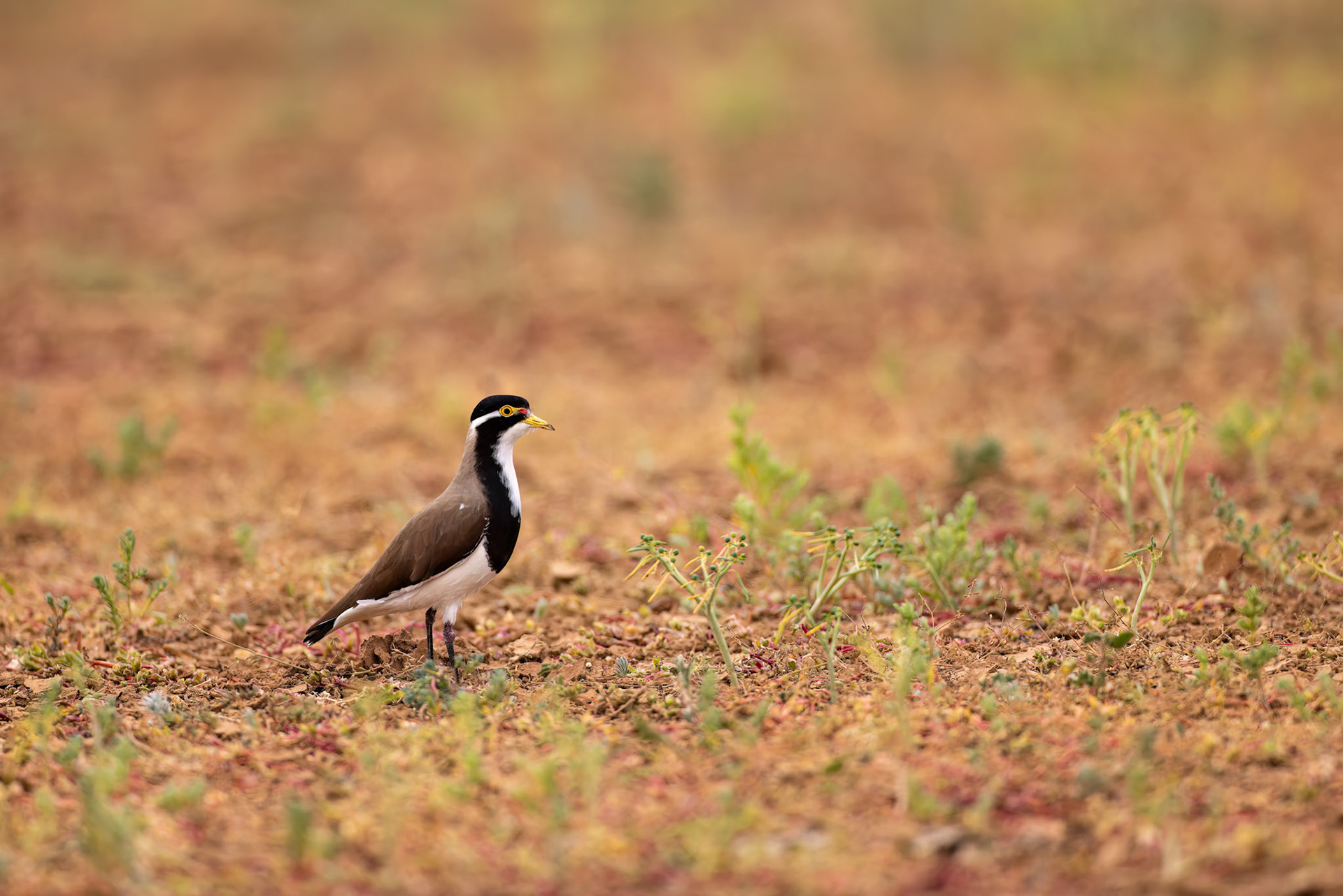 Banded lapwing, Boulia to Birdsville, Queensland, Australia