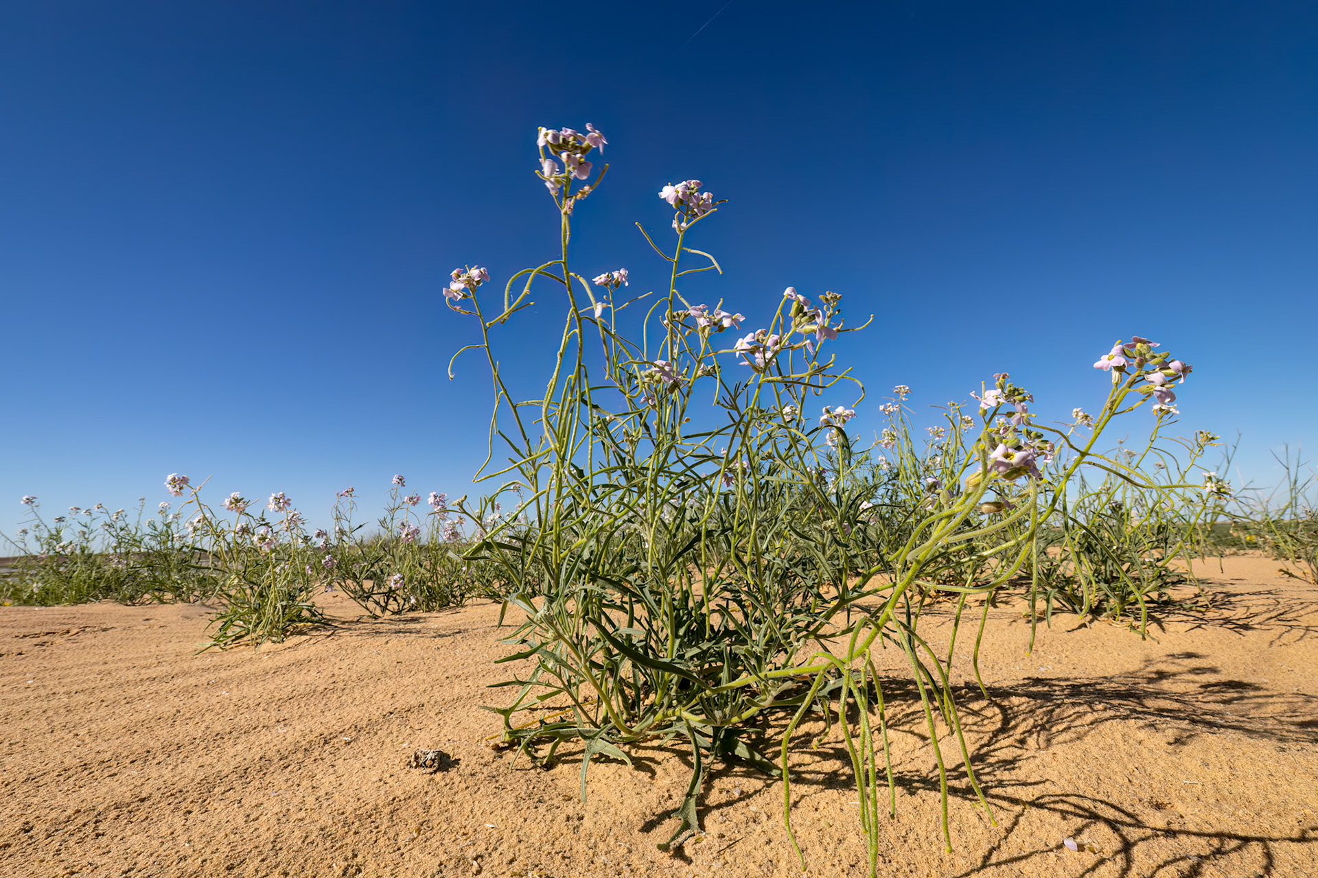 Landscape, Birdsville, Queensland, Australia