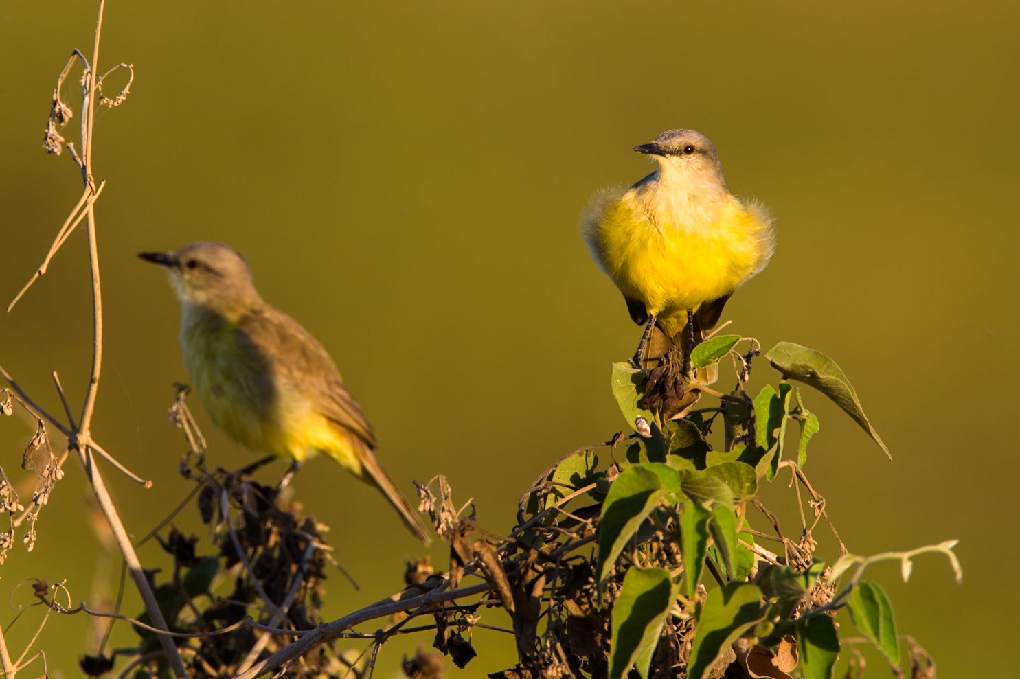 Tropical kingbird, Transpantaneira, Pantanal, Brazil