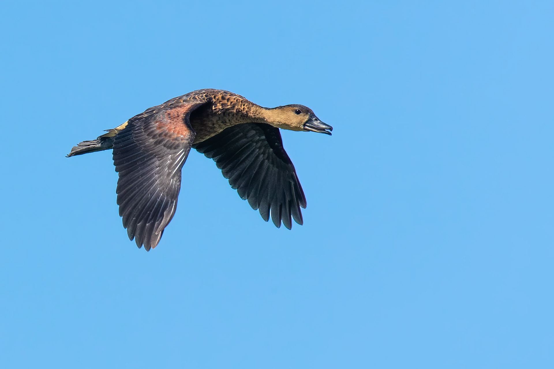 Wandering whistling-duck, Mamukala wetlands, Kakadu, Northern Territory, Australia