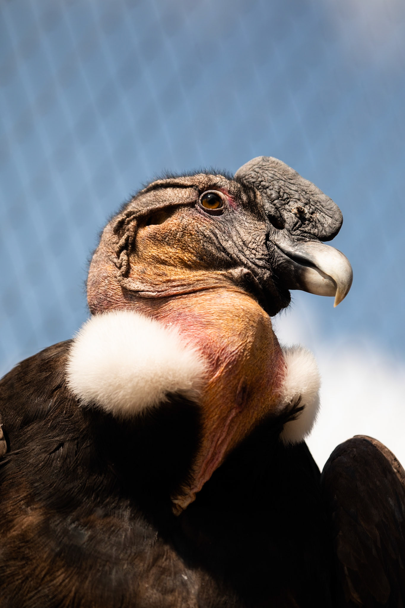 Andean Condor, Peru