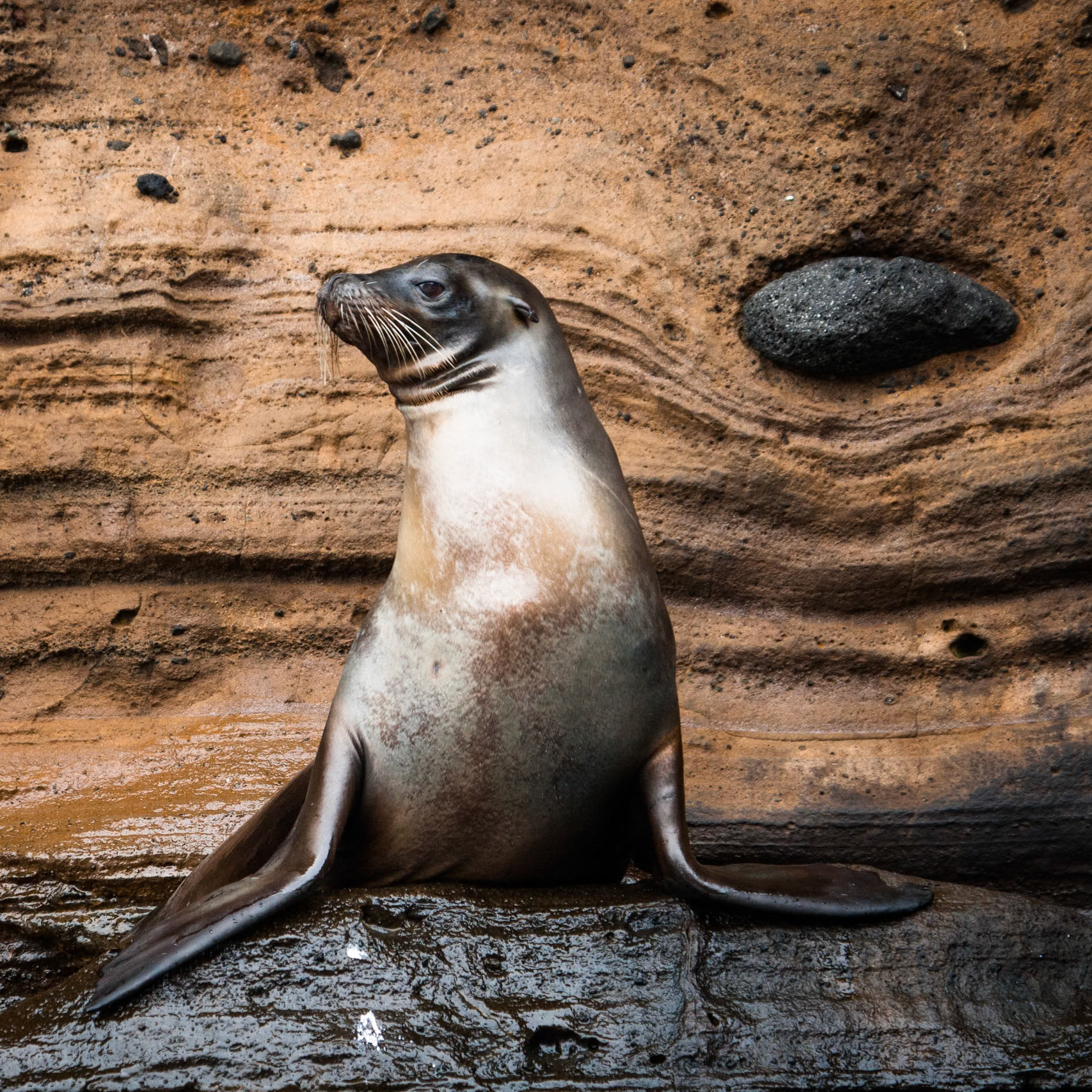 Galápagos sea lion, Isabella Island, Galápagos, Ecuador, 2014