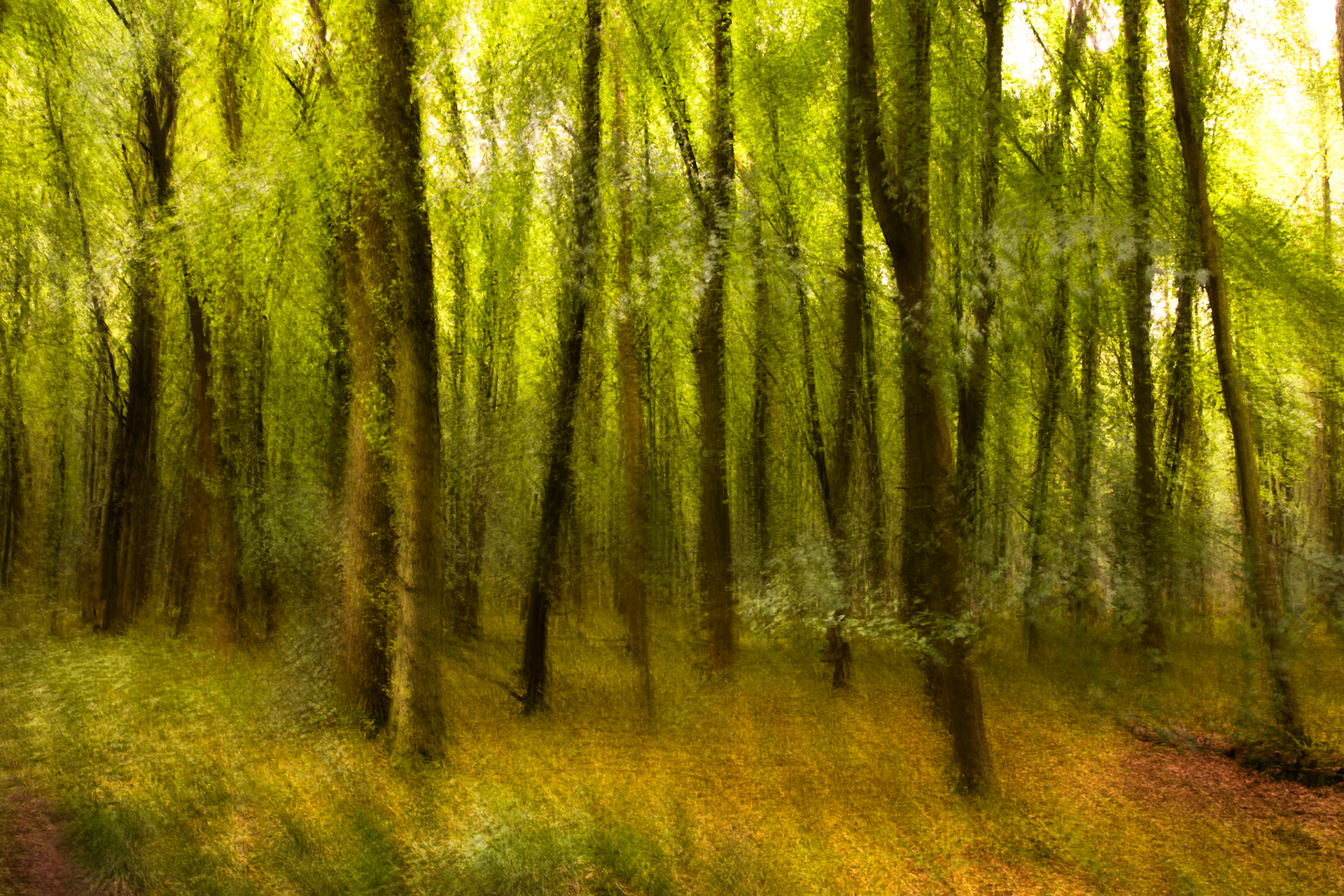 Ashridge Estate, National Trust Forest, Ringshall, England, United Kingdom