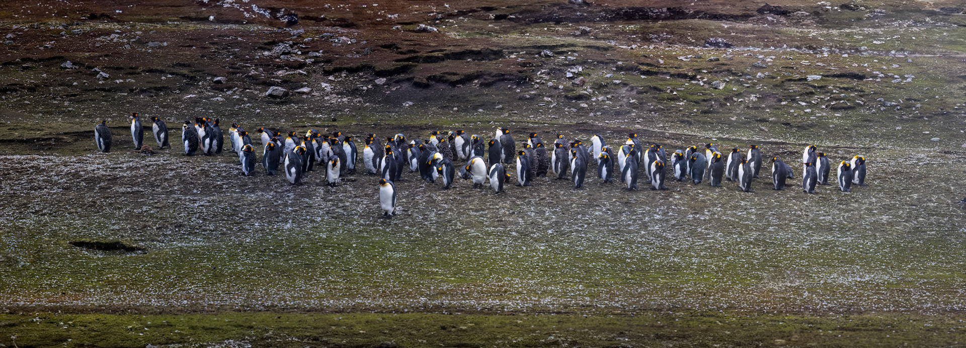 King penguin, Volunteer Point, Stanley, Falkland Islands